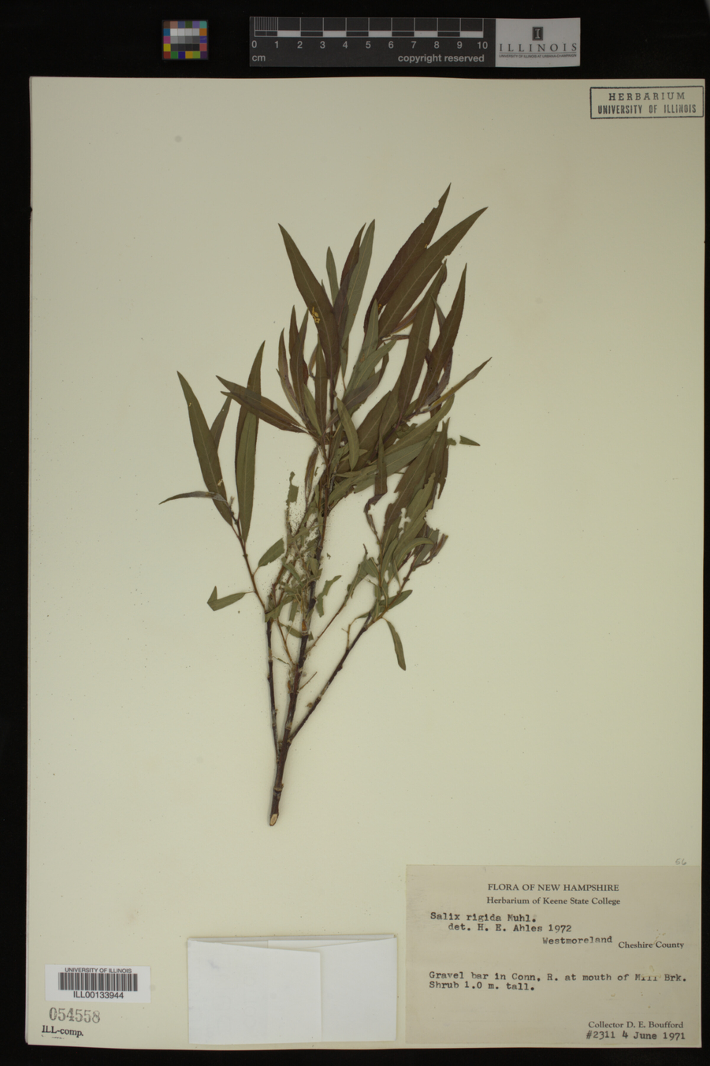 Salix eriocephala image