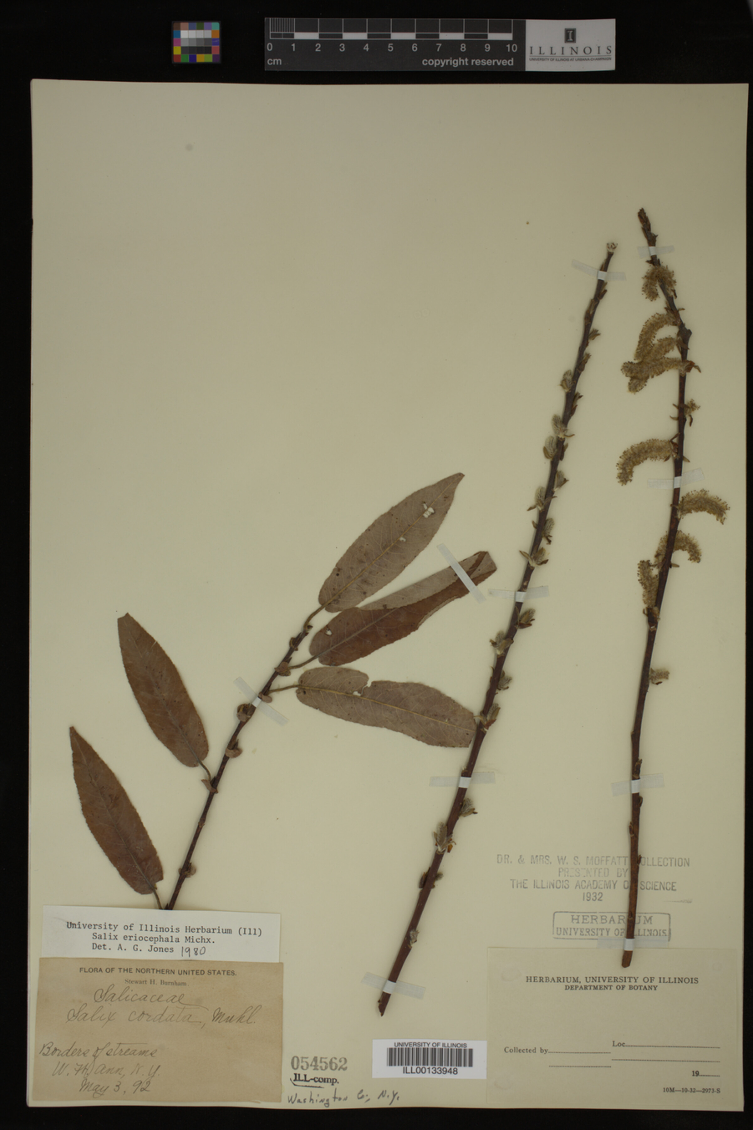 Salix eriocephala image