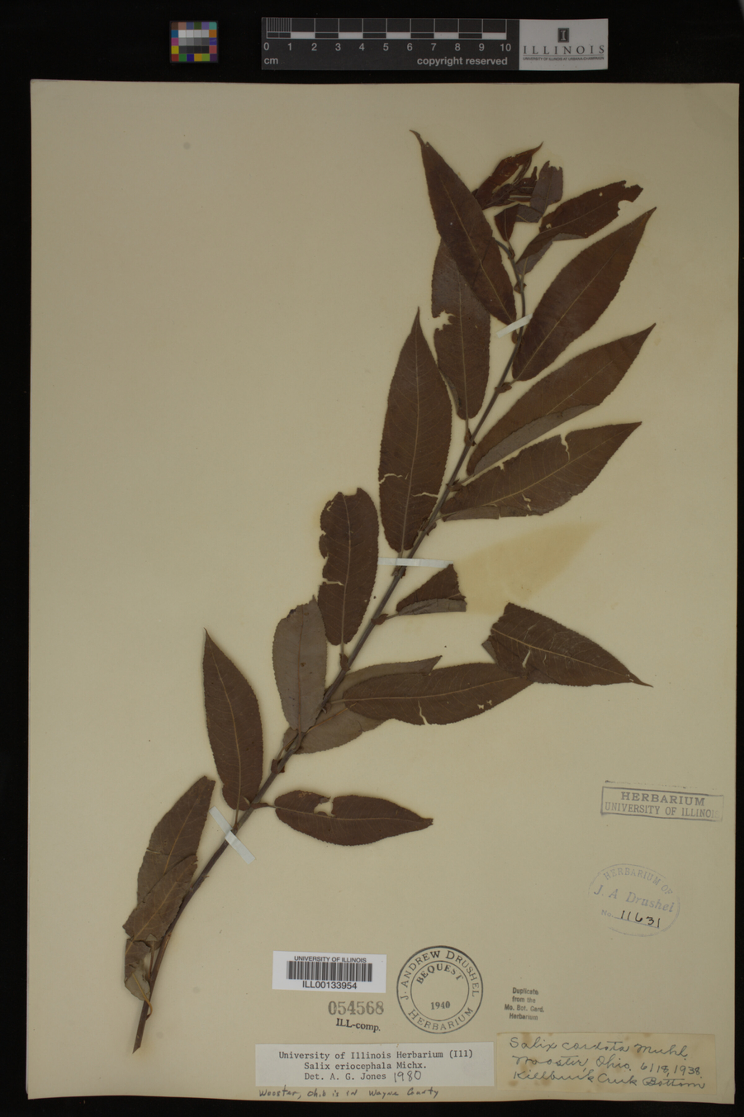 Salix eriocephala image