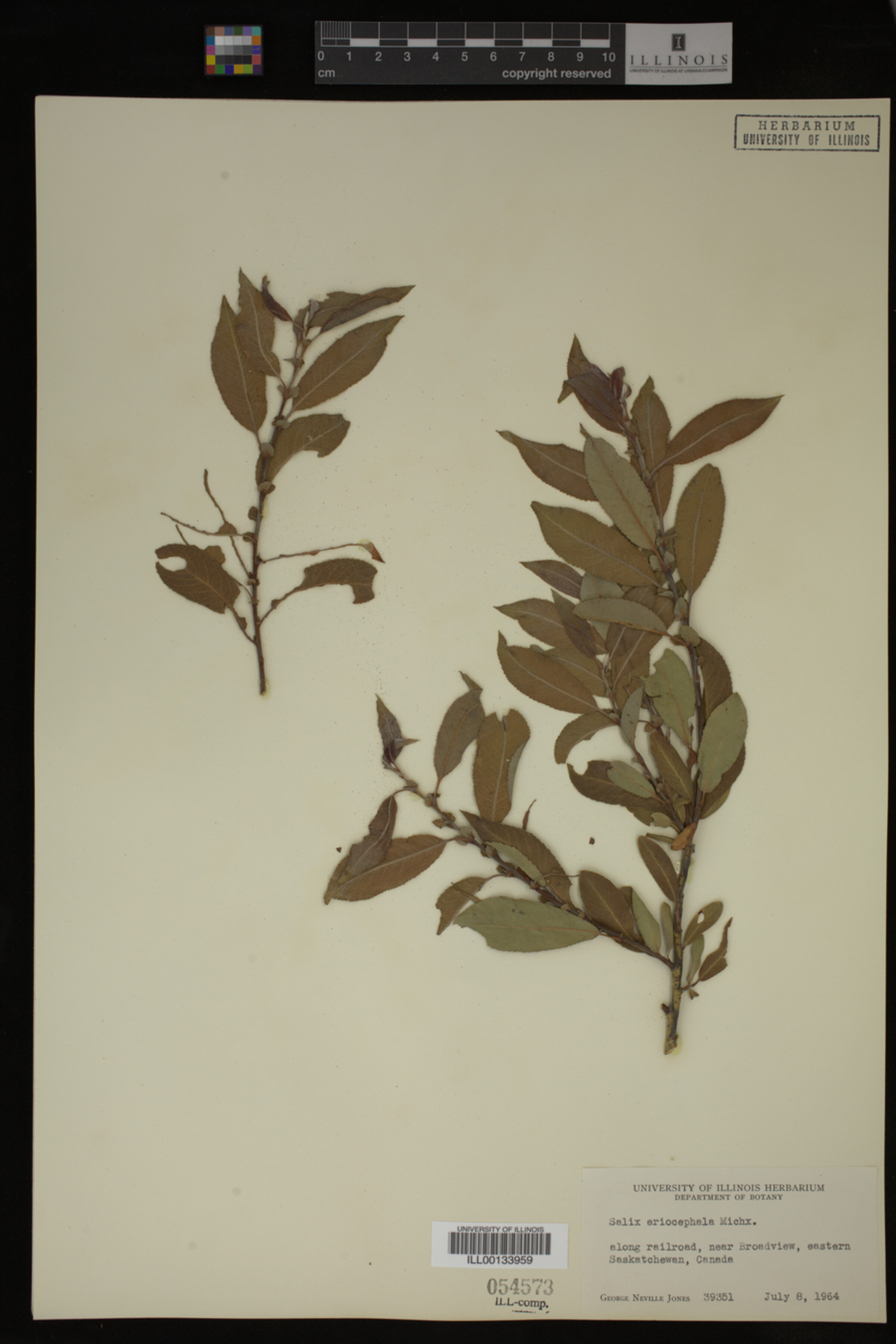 Salix eriocephala image