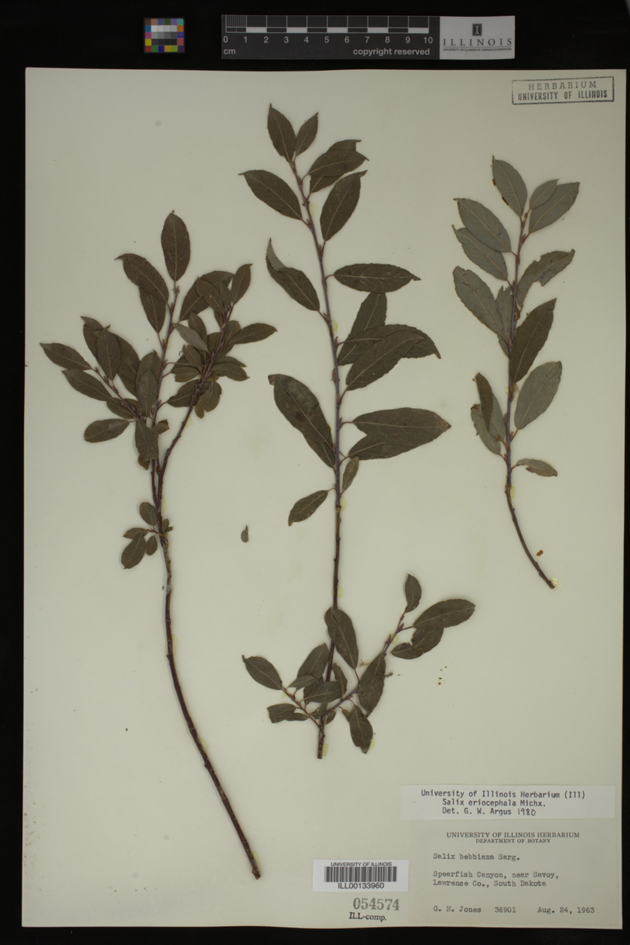 Salix eriocephala image