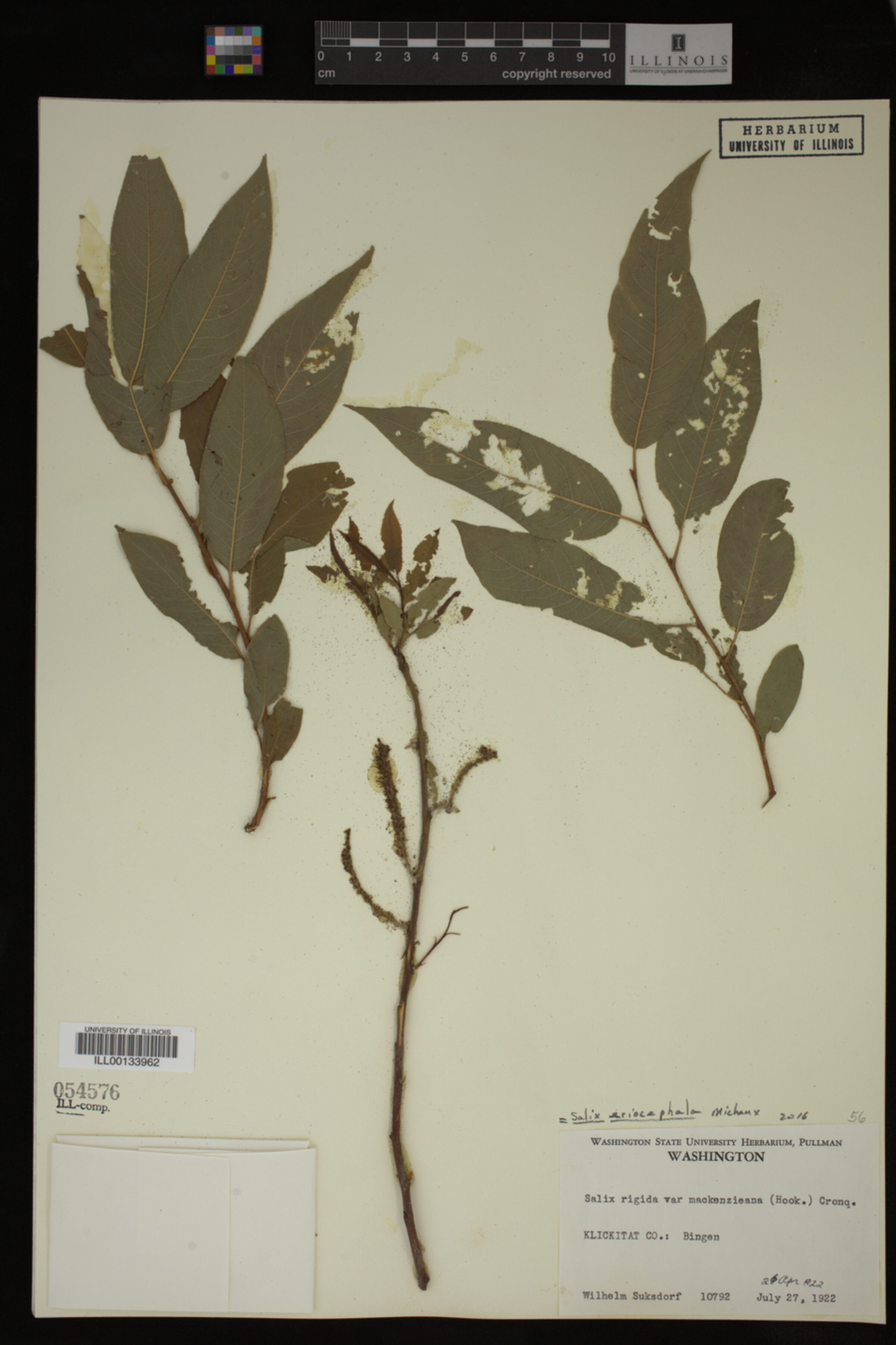 Salix eriocephala image