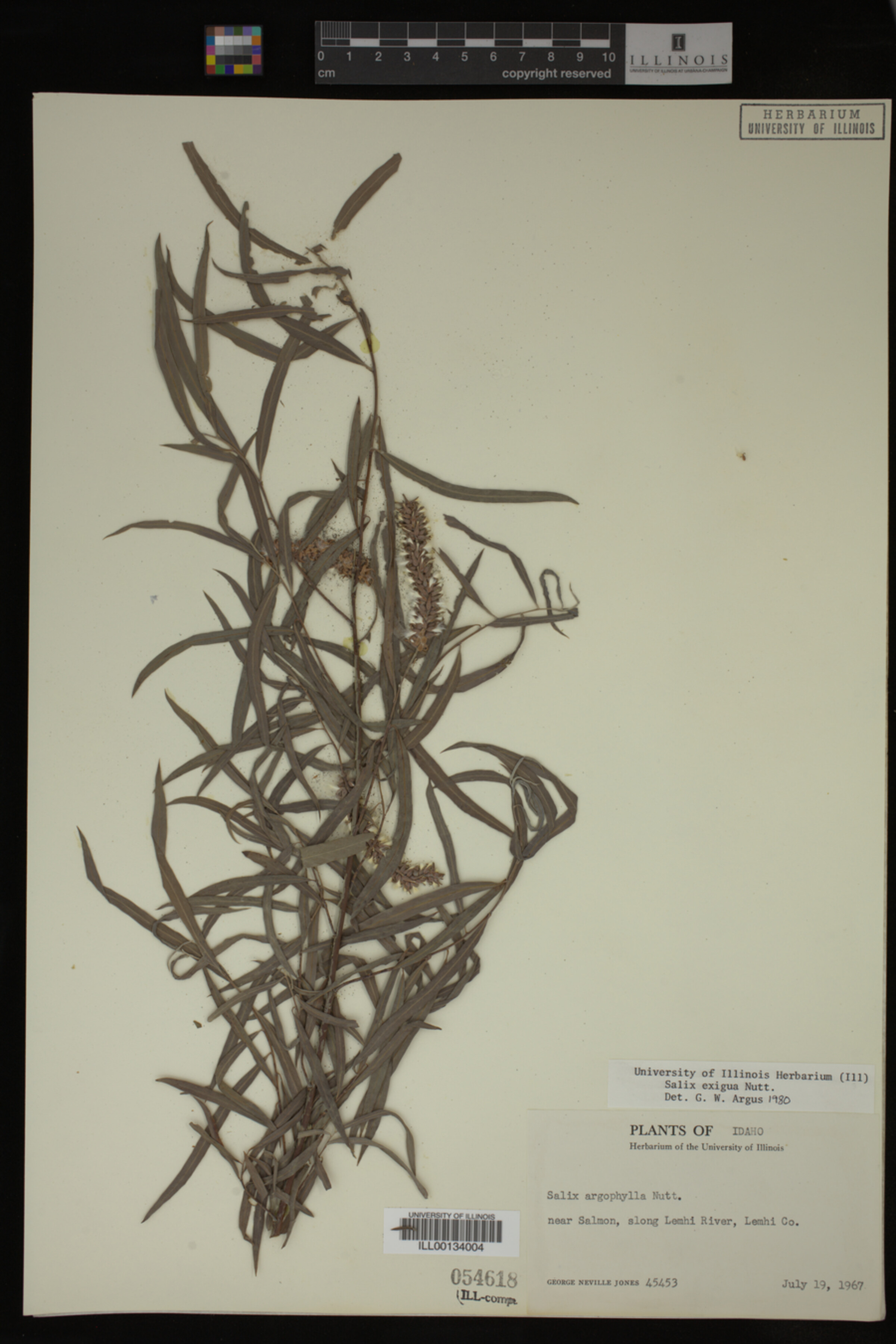 Salix exigua image