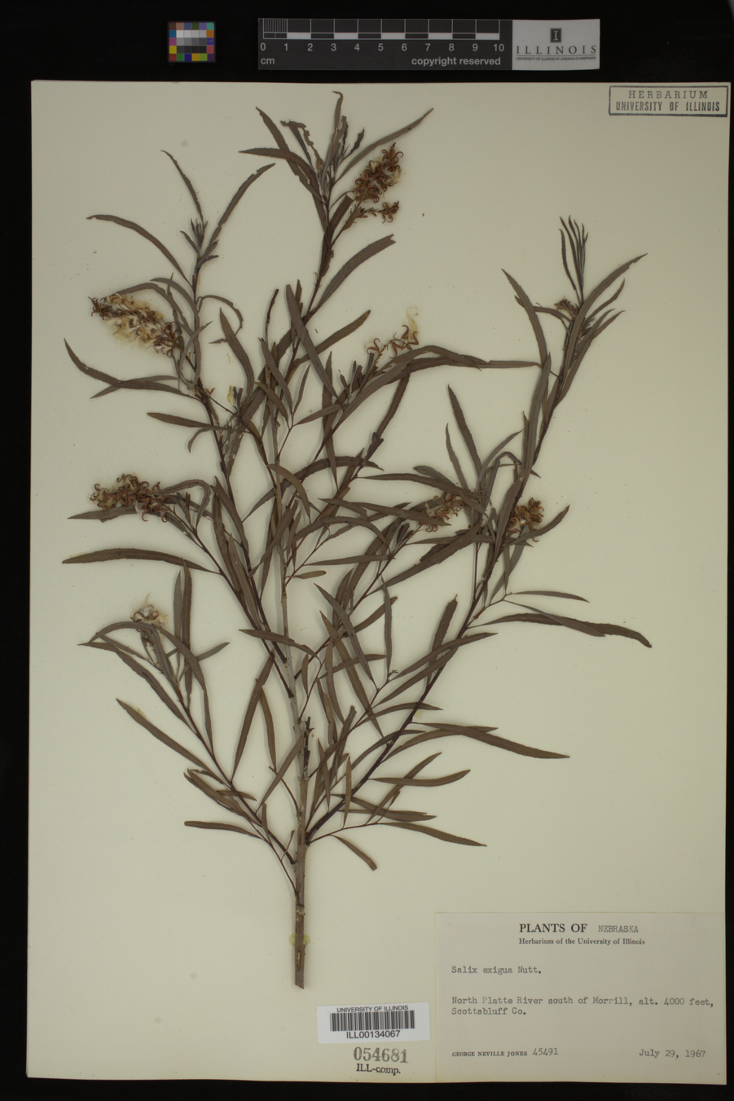 Salix exigua image