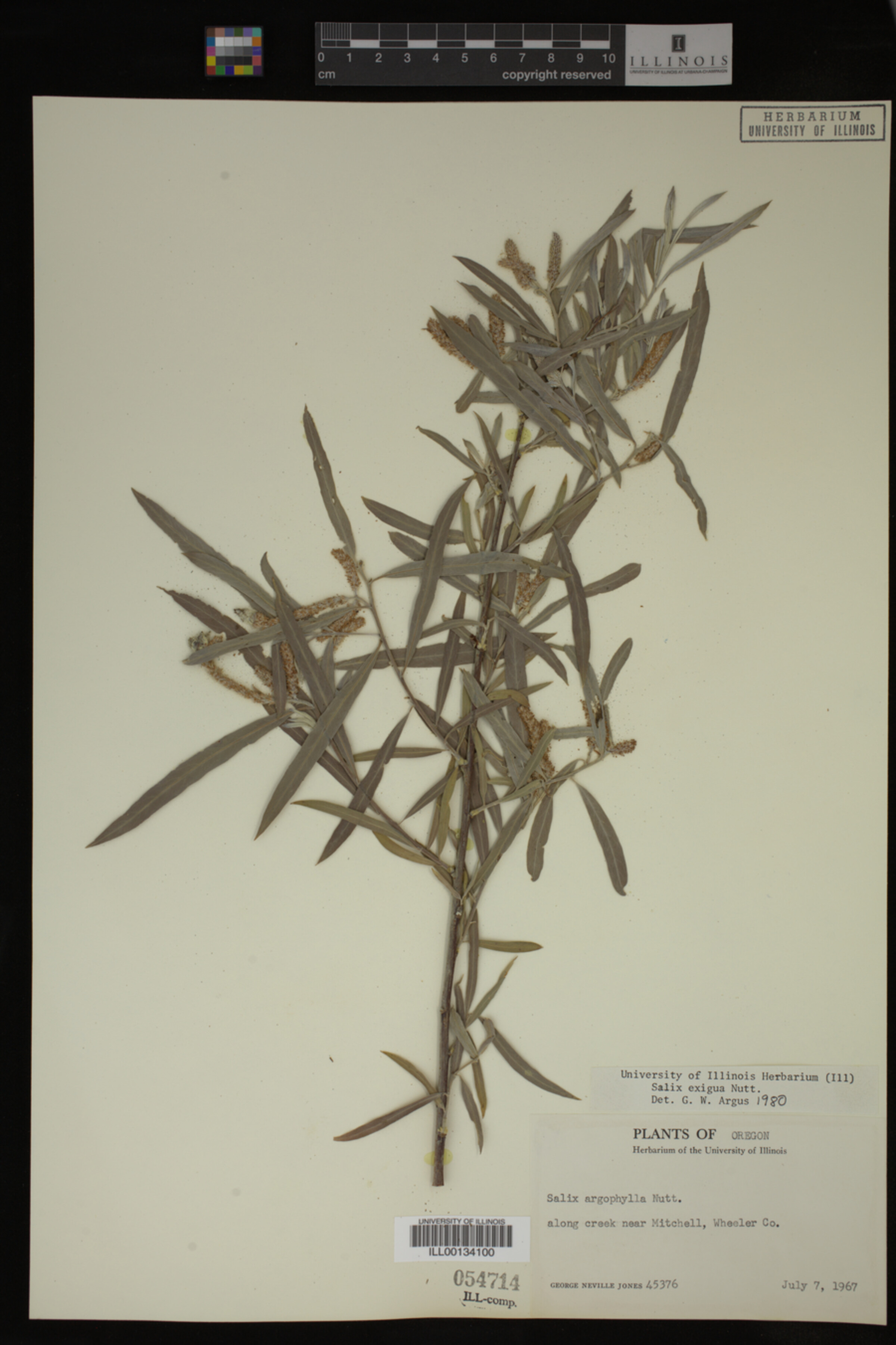 Salix exigua image