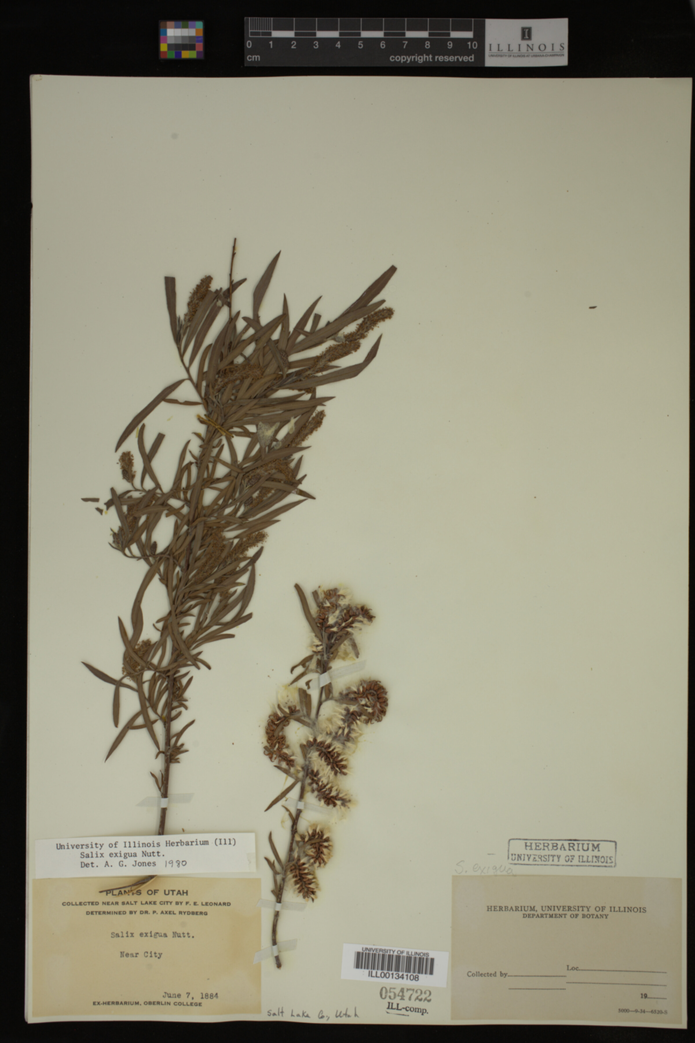 Salix exigua image