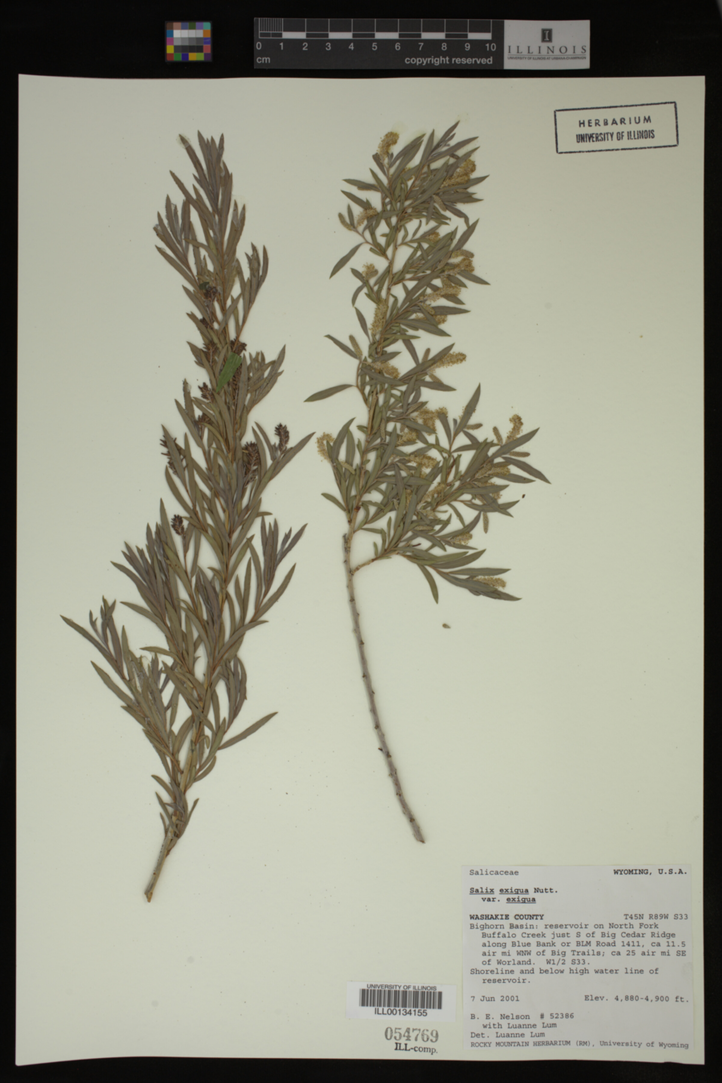 Salix exigua var. exigua image