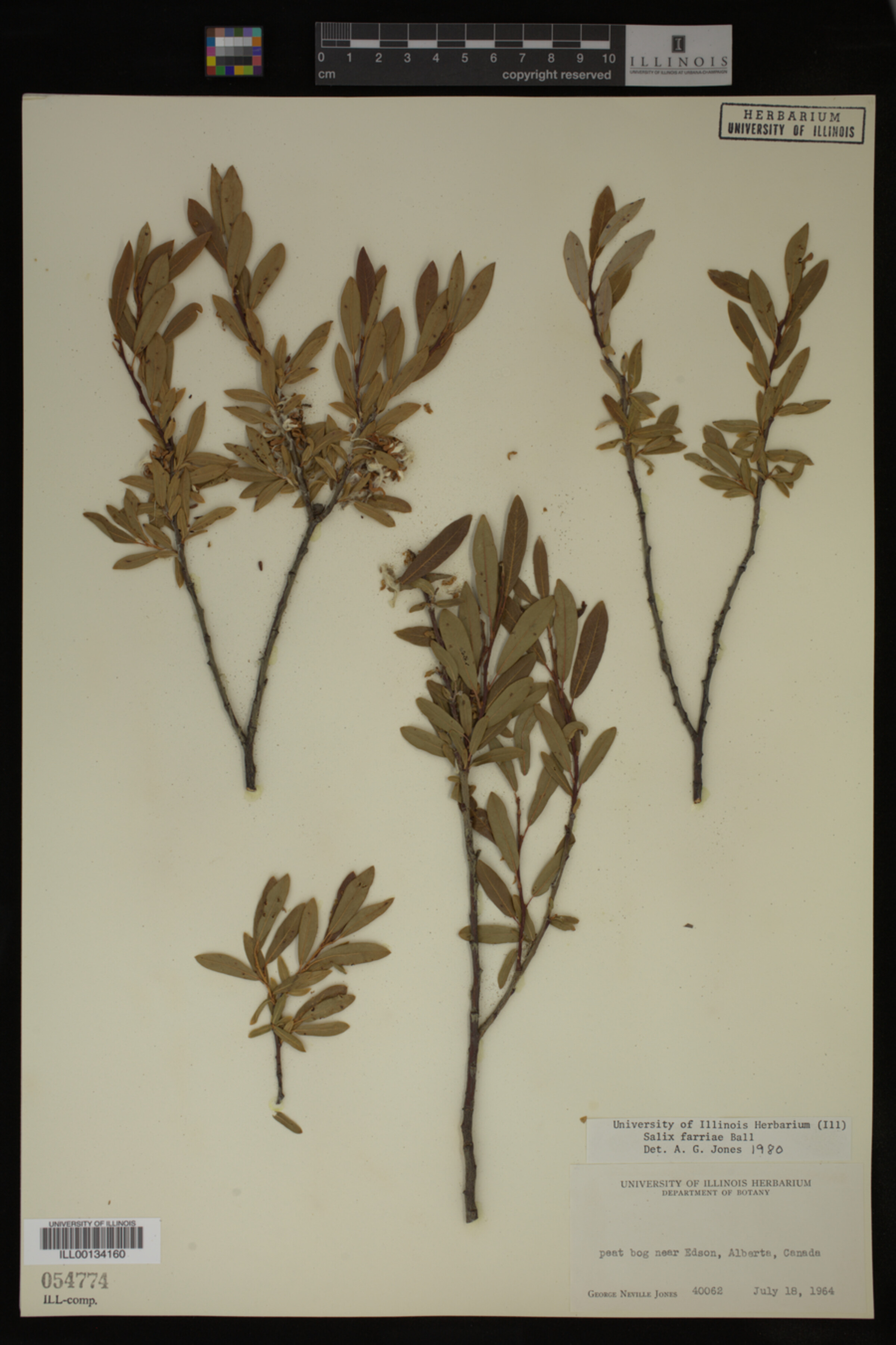 Salix farriae image