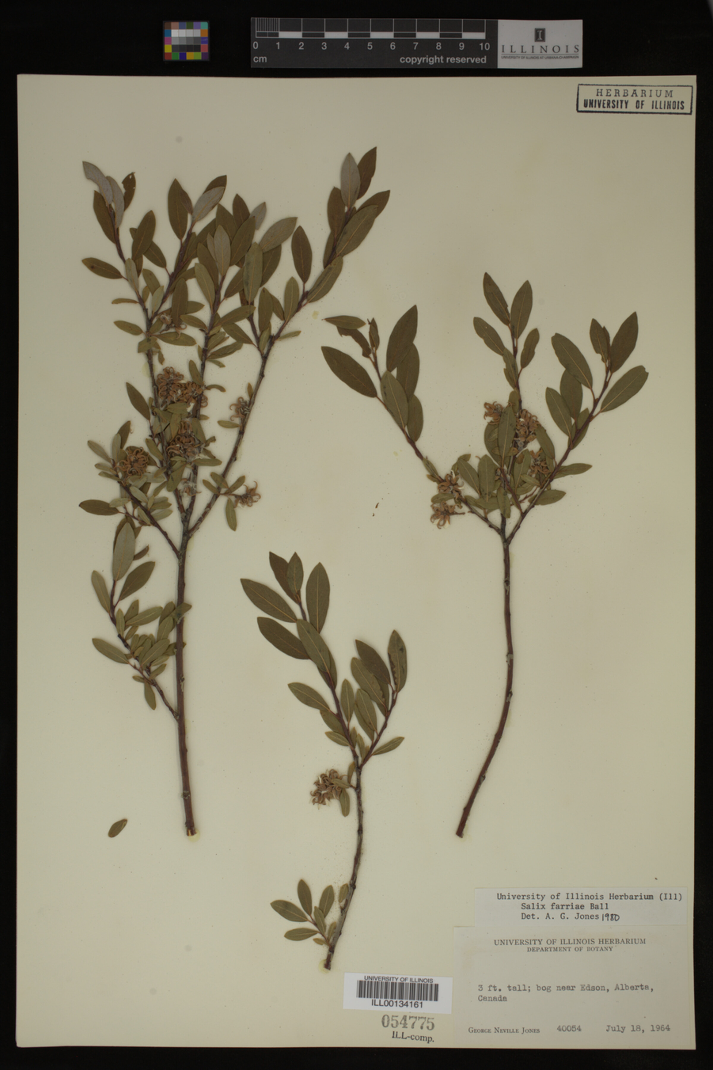 Salix farriae image