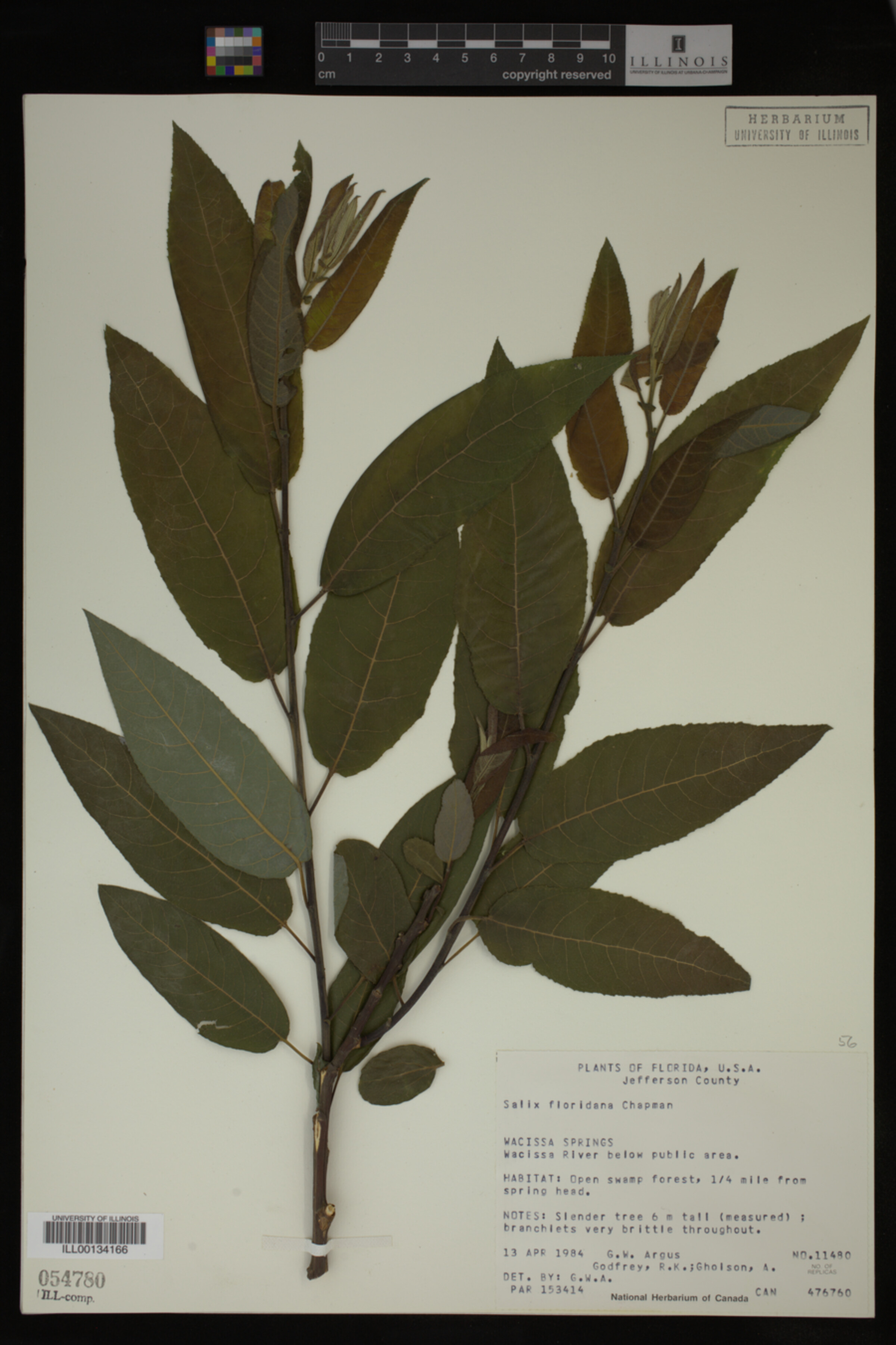 Salix floridana image