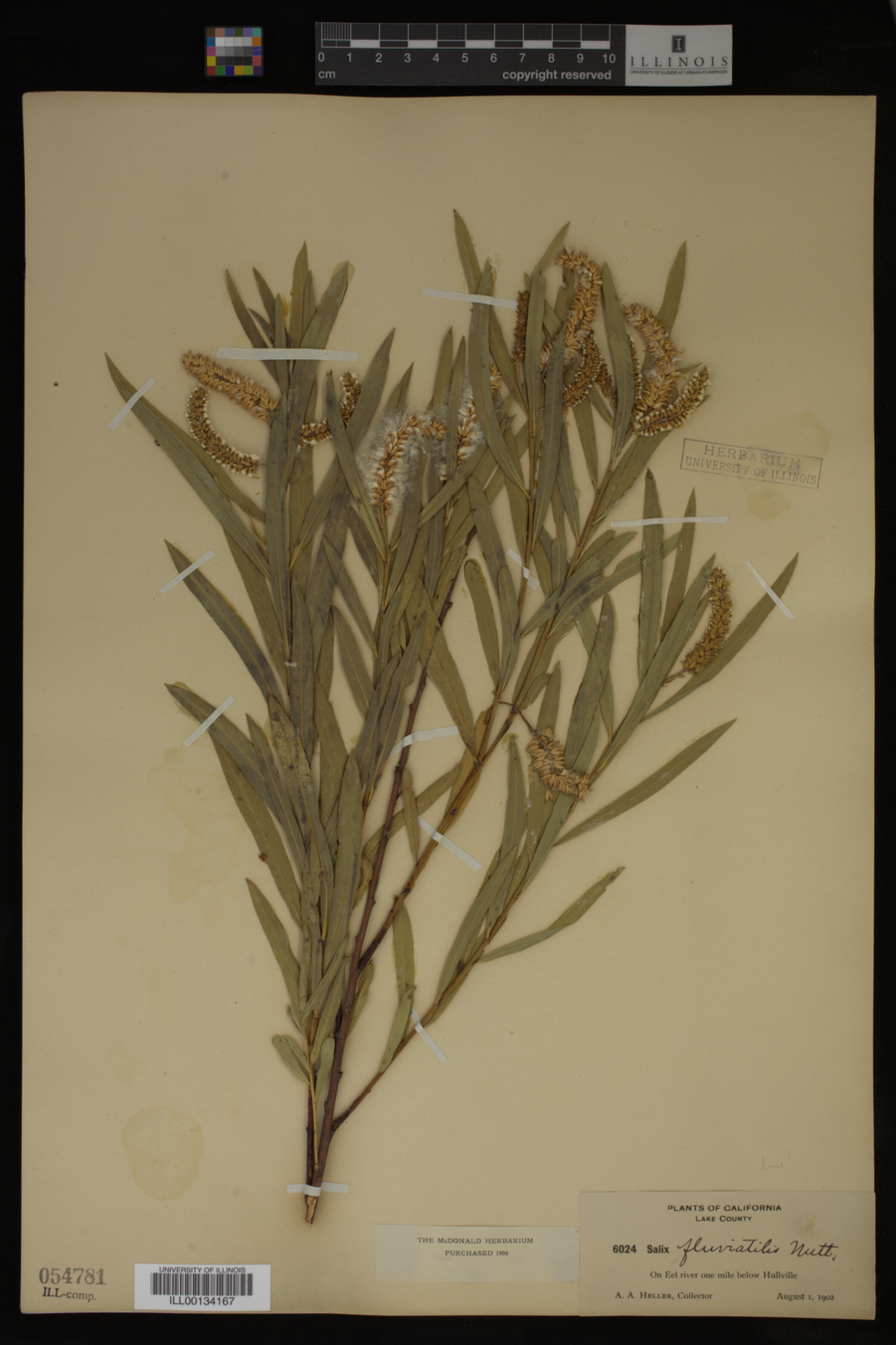 Salix fluviatilis image