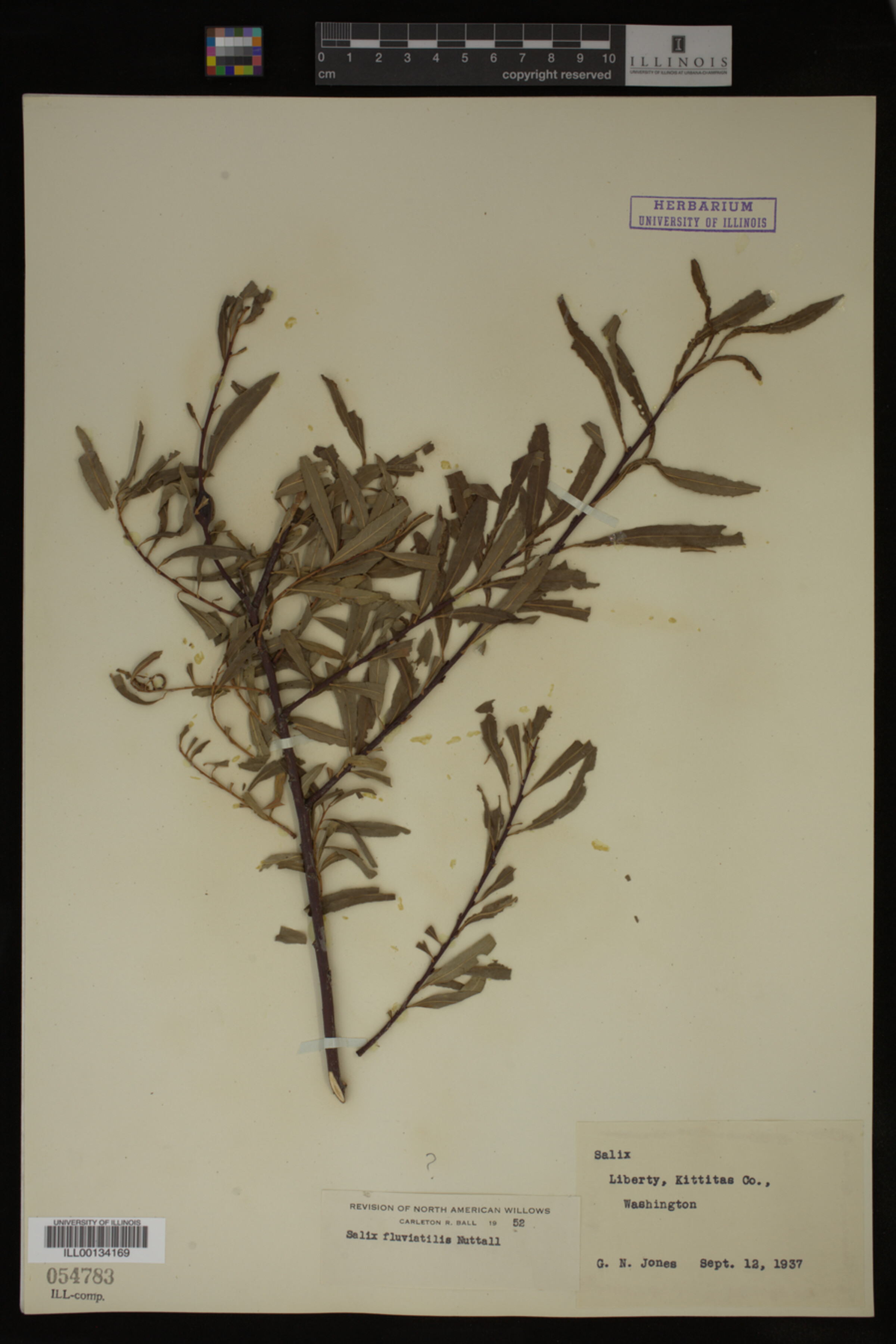 Salix fluviatilis image