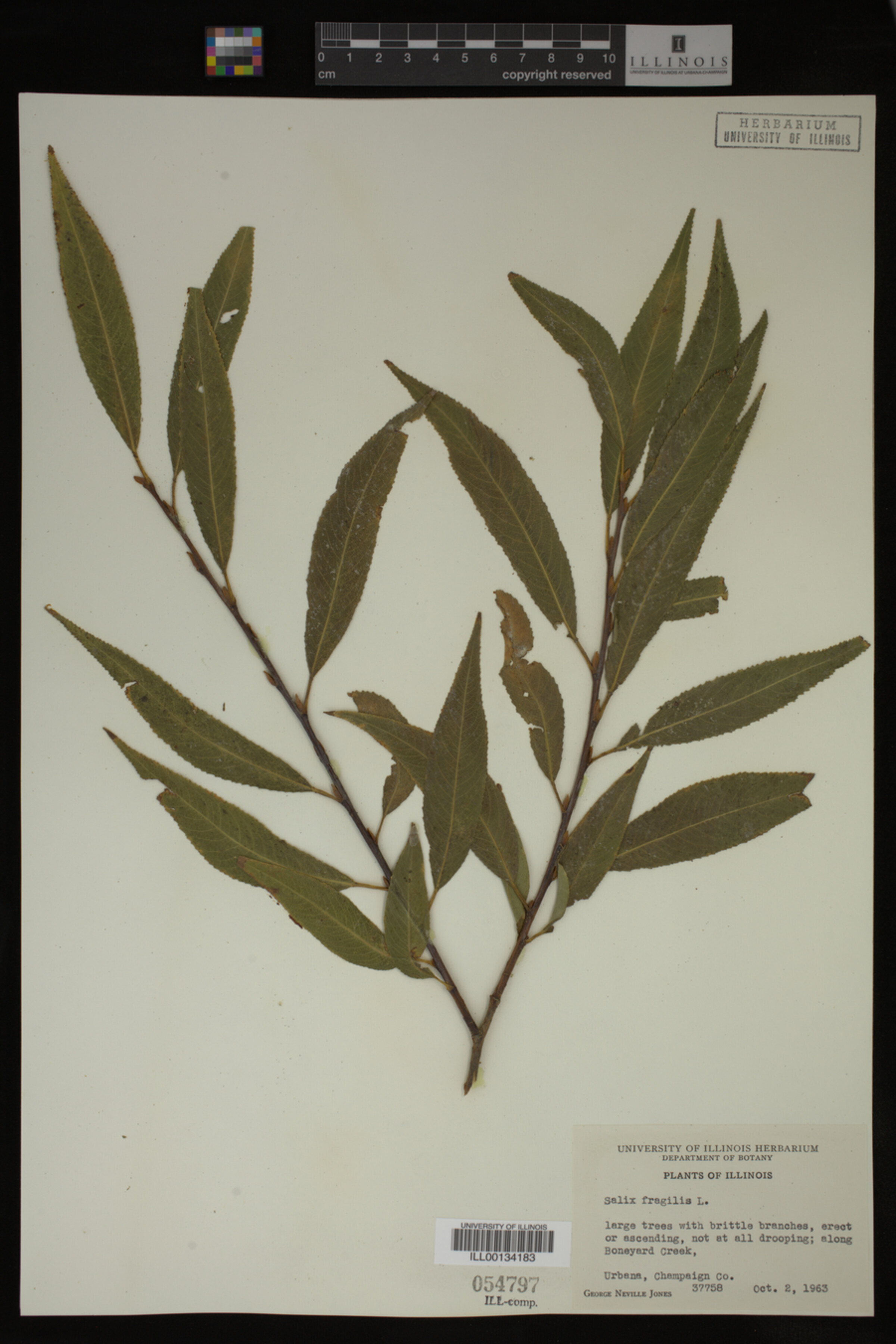 Salix fragilis image