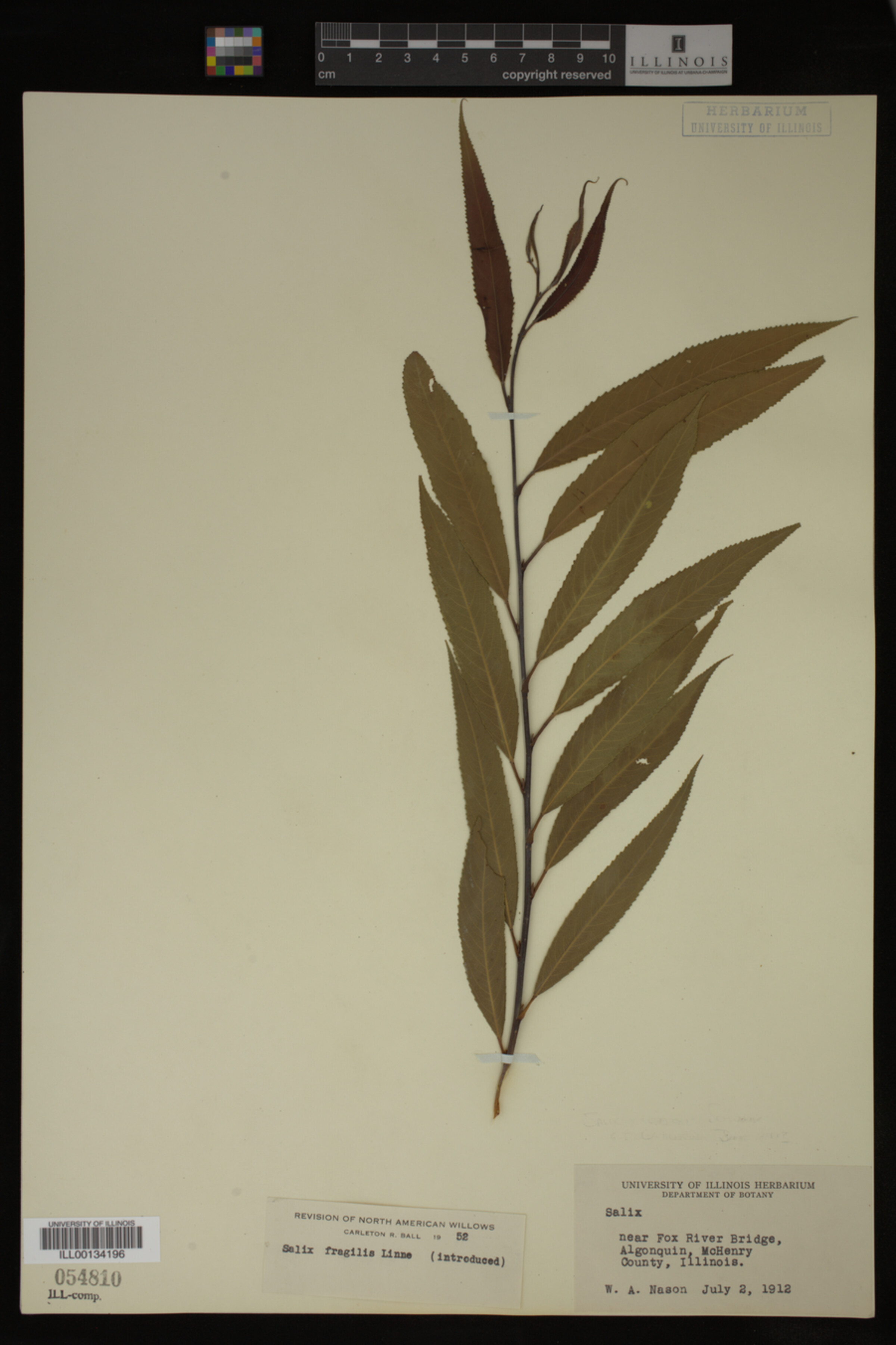 Salix fragilis image