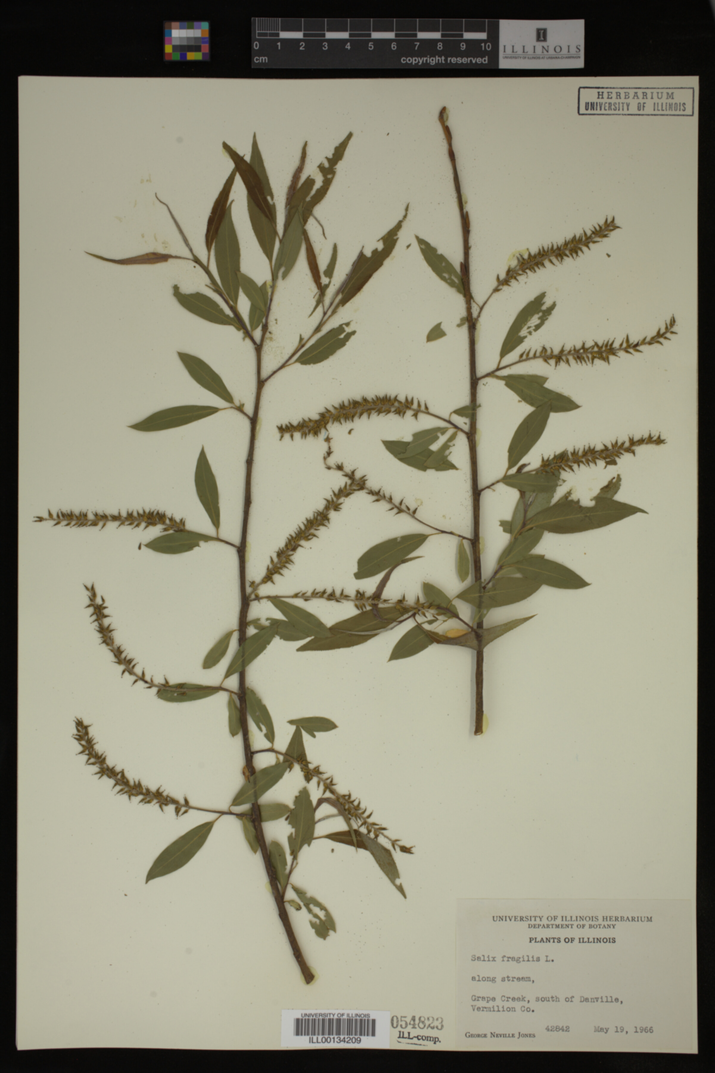 Salix fragilis image