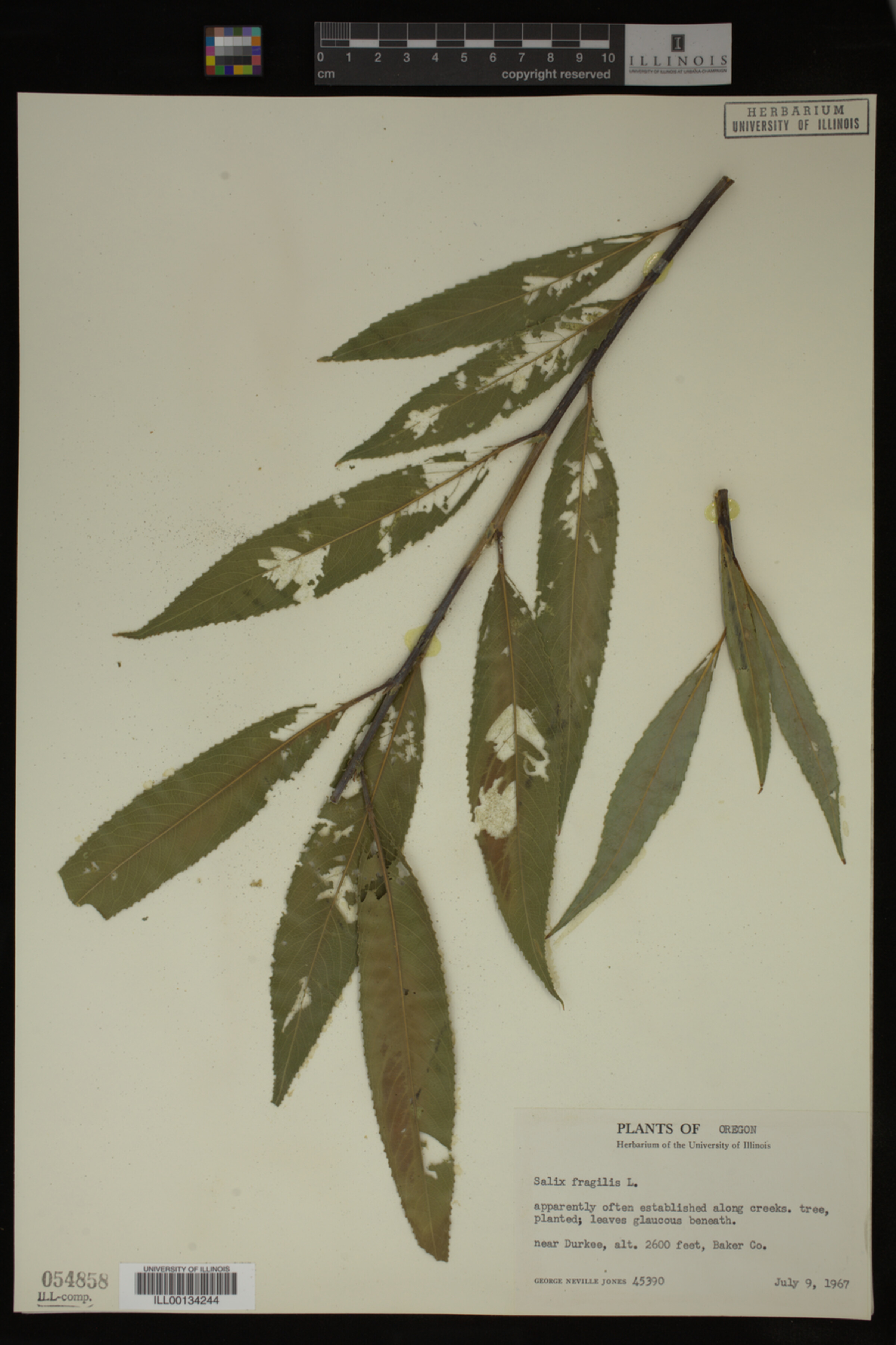 Salix fragilis image