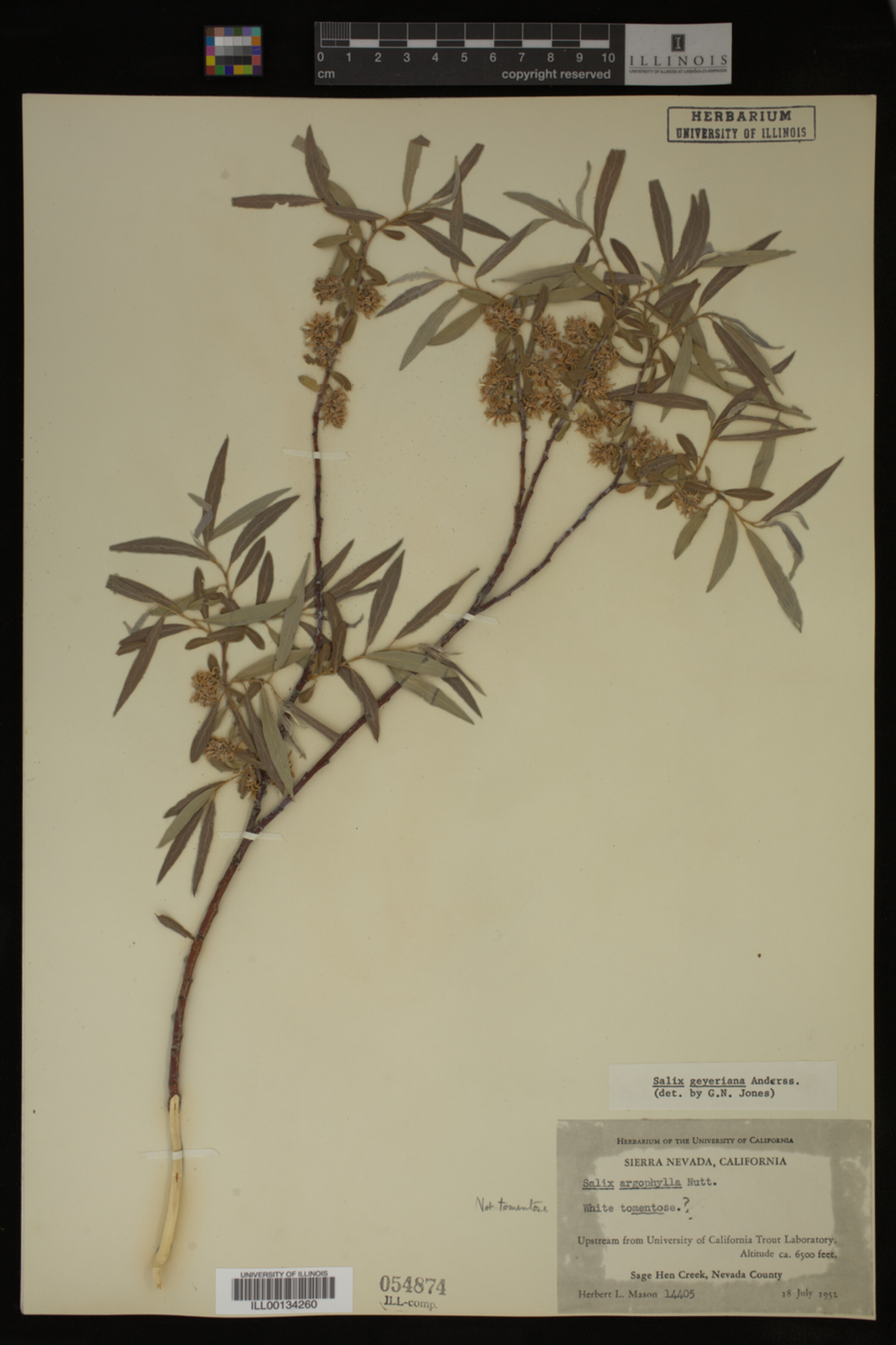 Salix geyeriana image