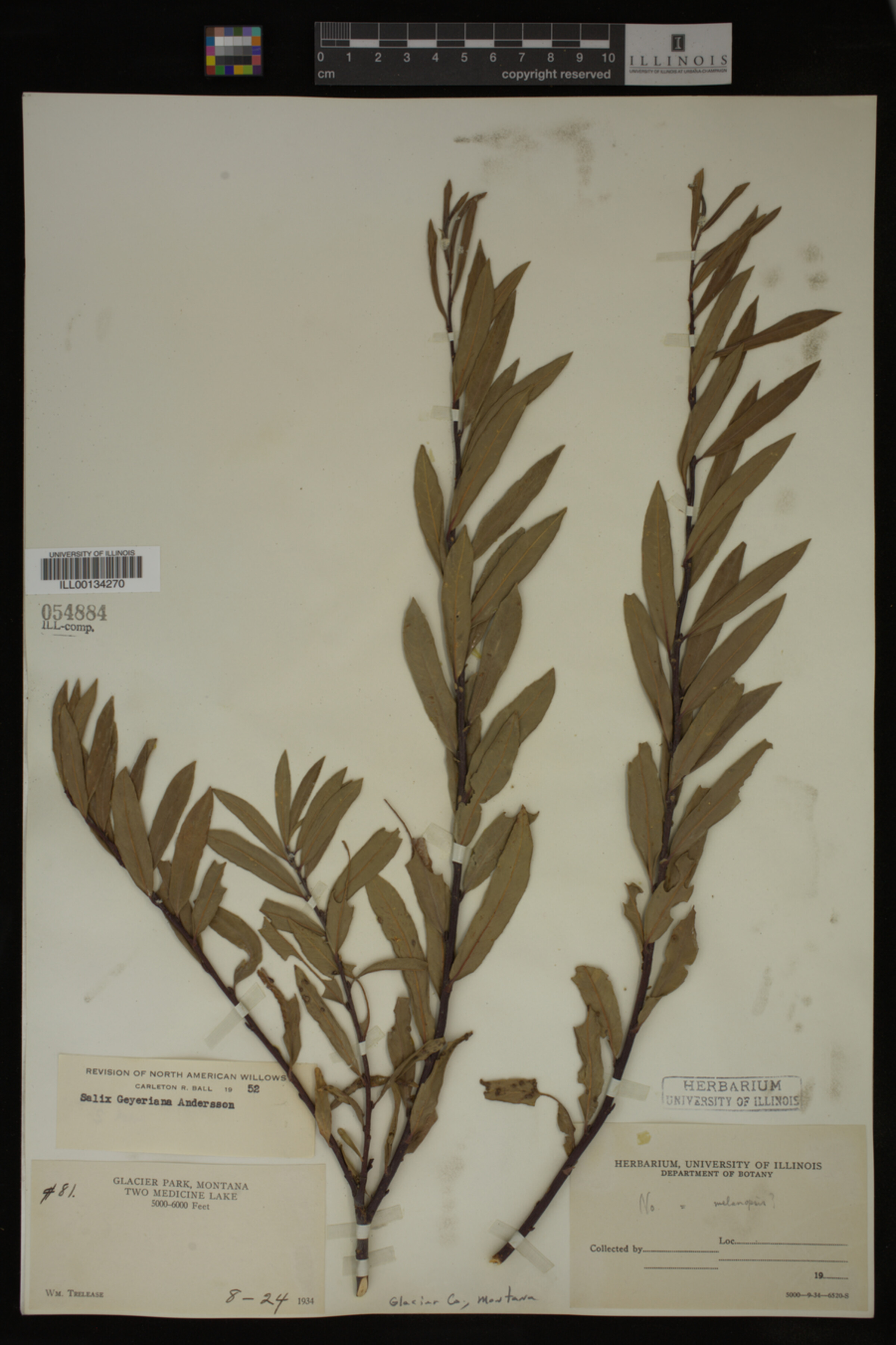 Salix geyeriana image