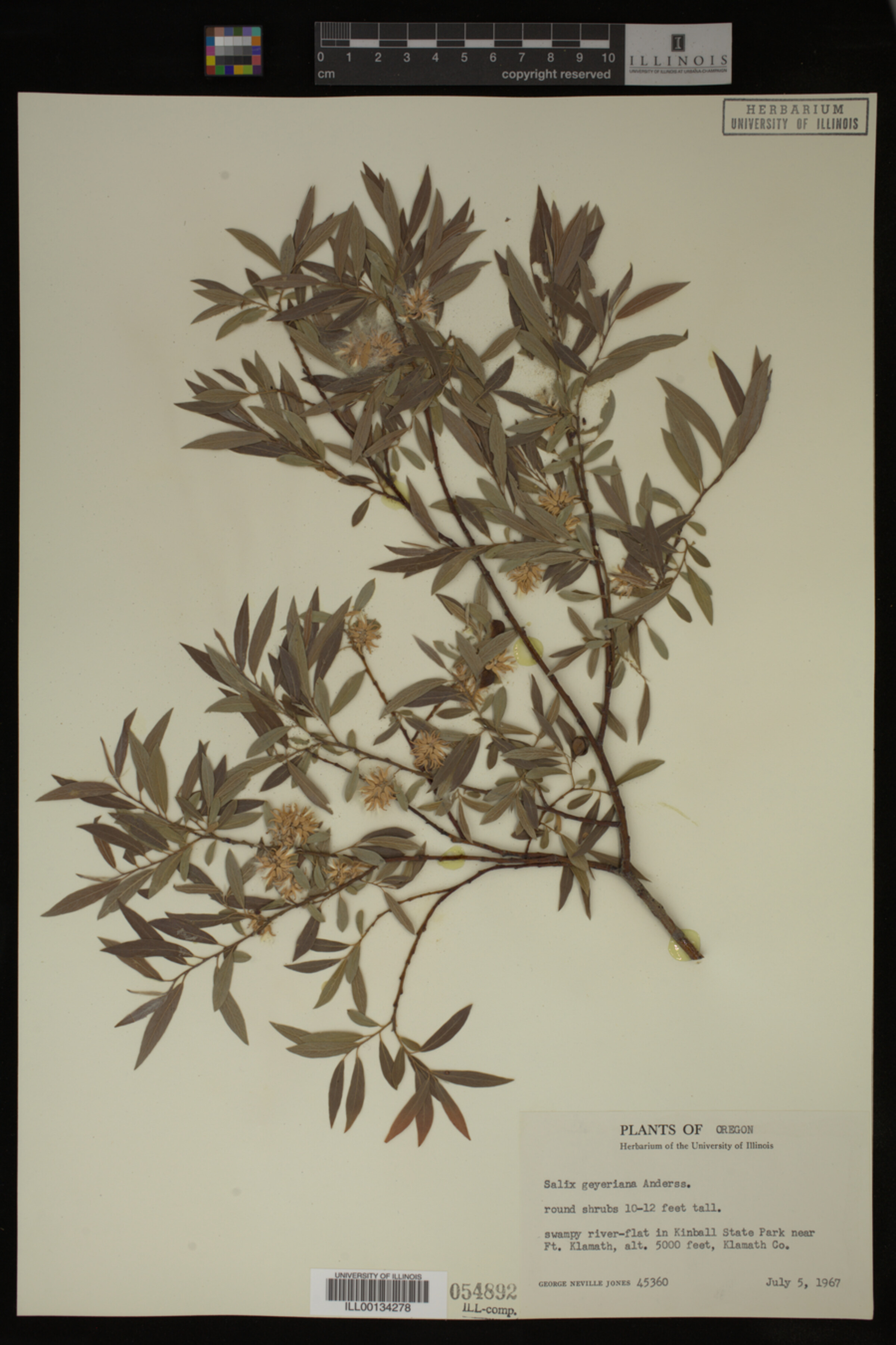 Salix geyeriana image