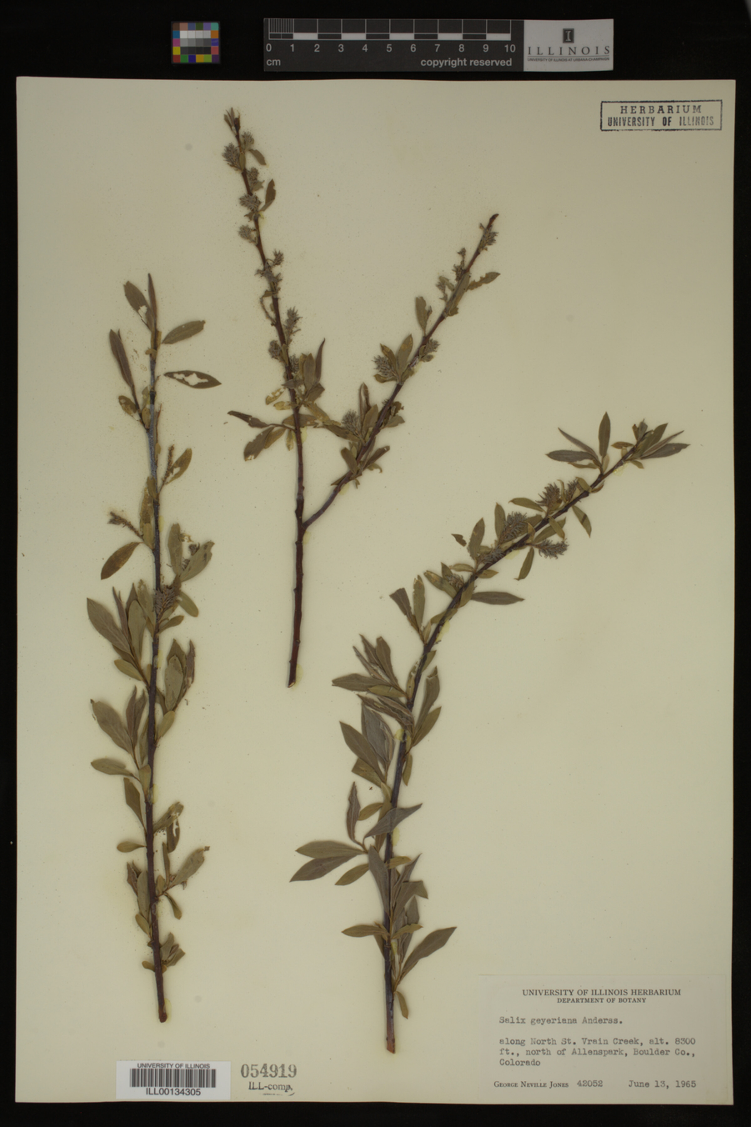 Salix geyeriana image