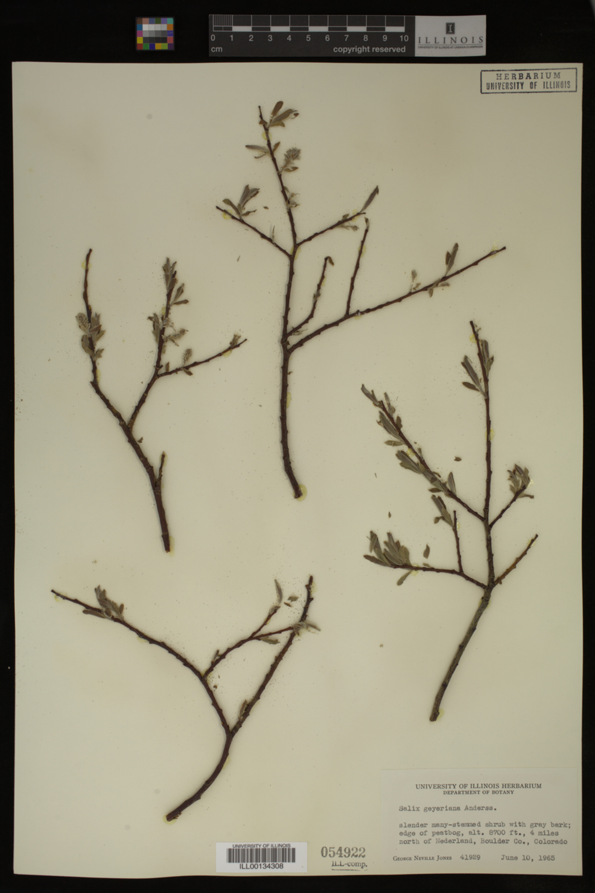 Salix geyeriana image
