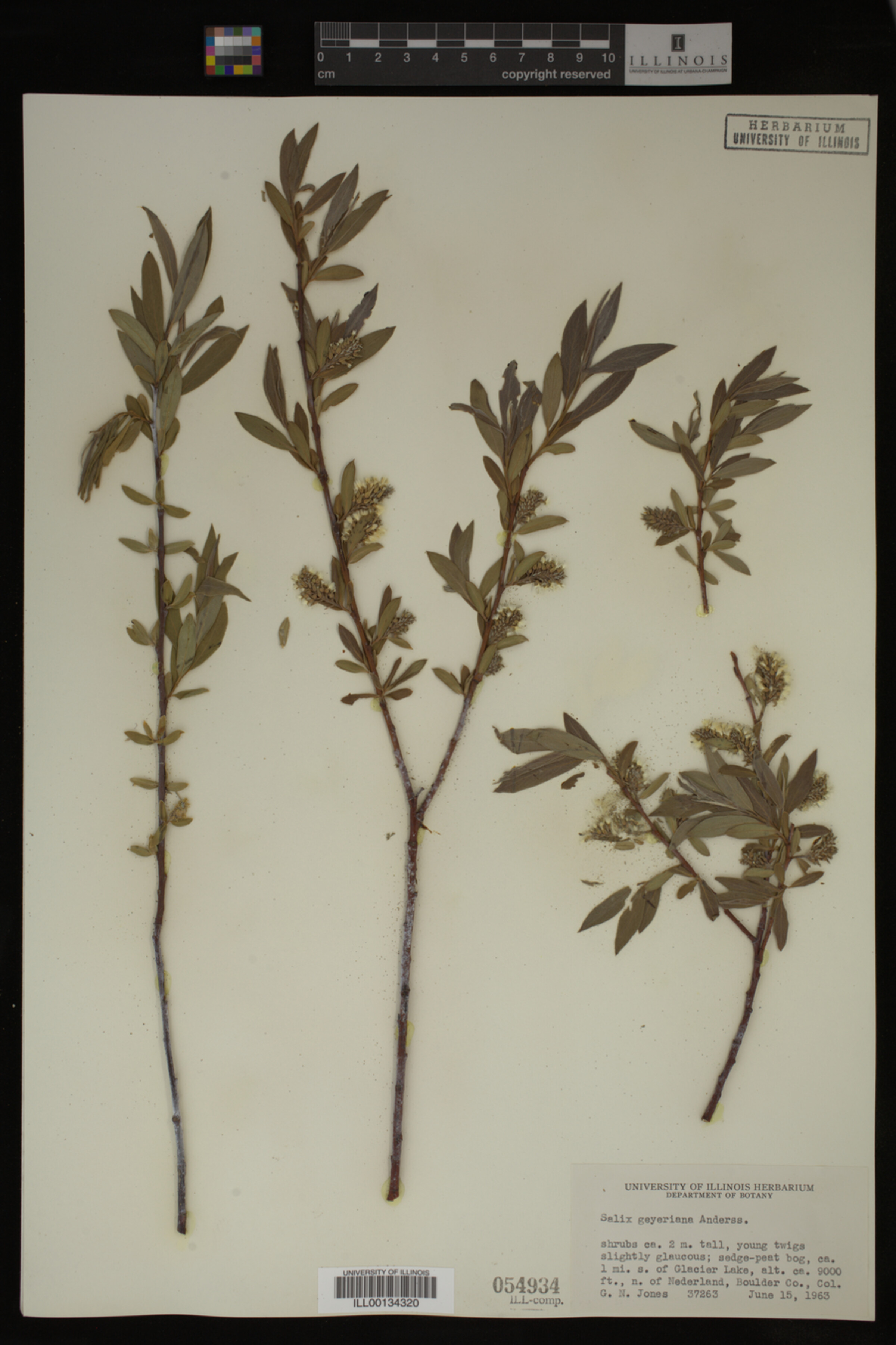 Salix geyeriana image