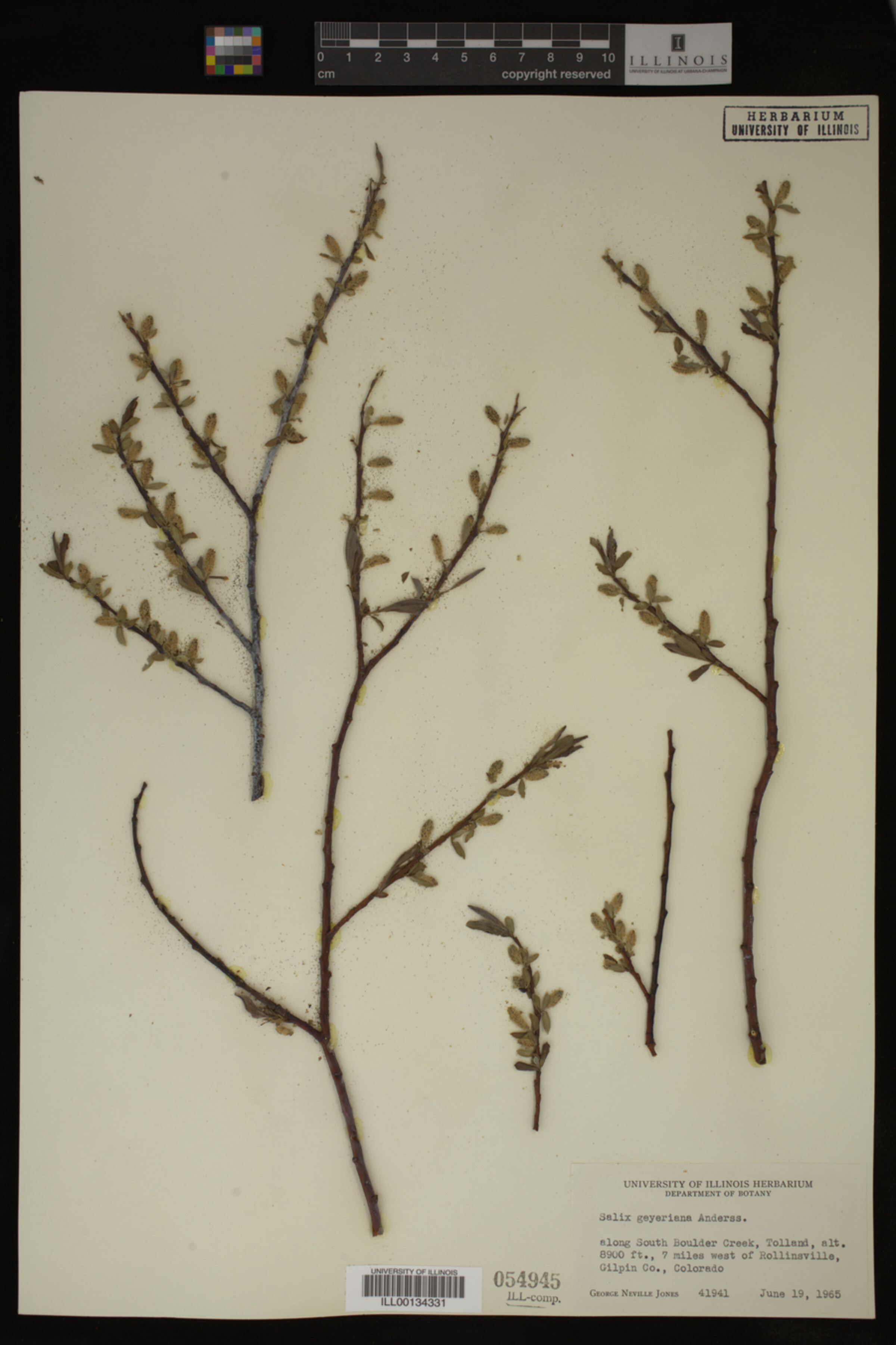 Salix geyeriana image