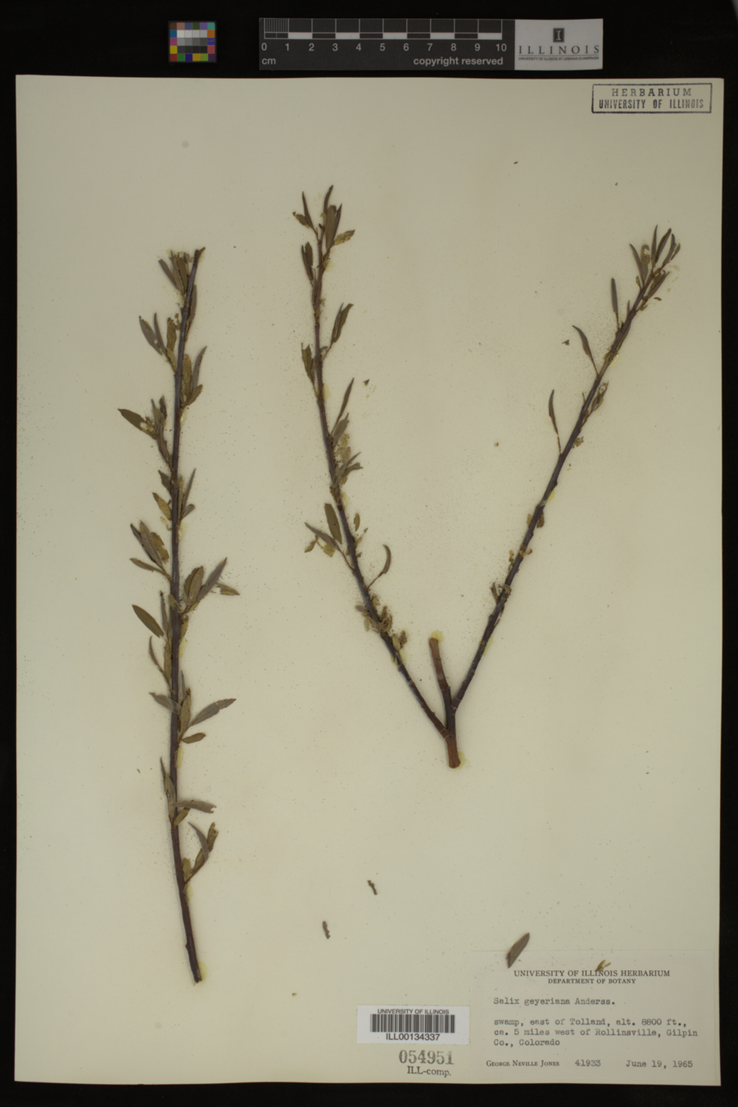 Salix geyeriana image