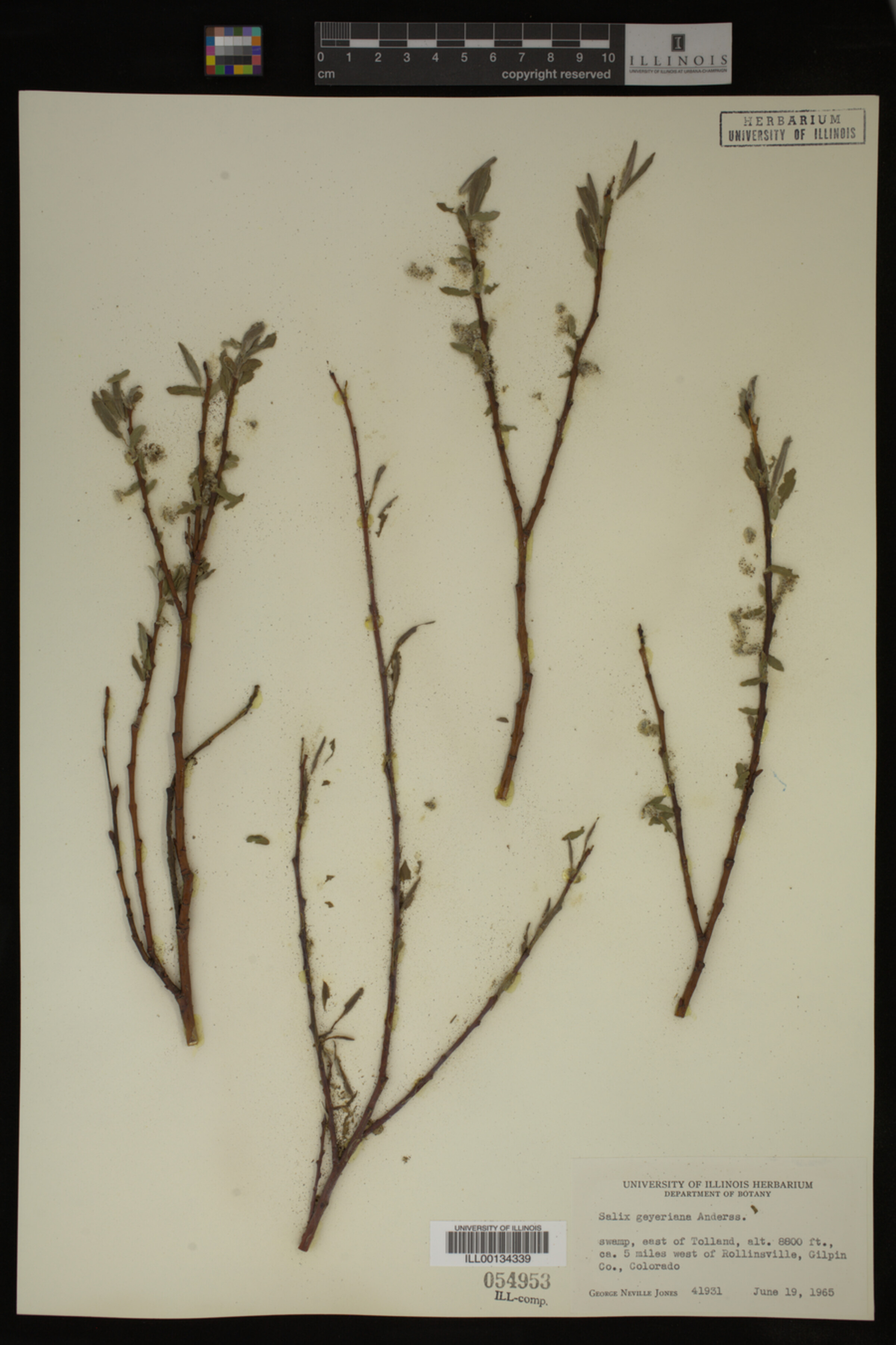 Salix geyeriana image