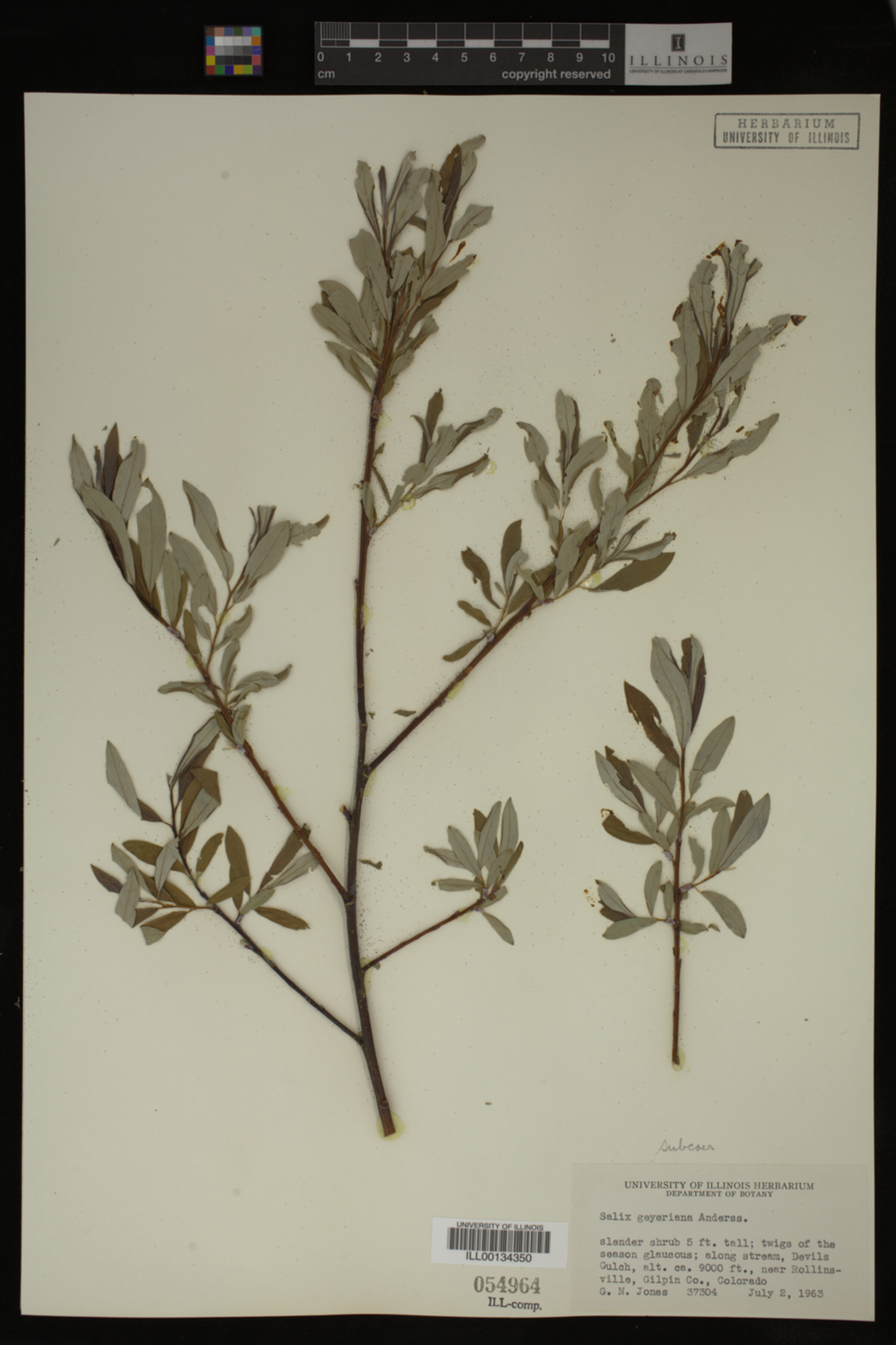 Salix geyeriana image