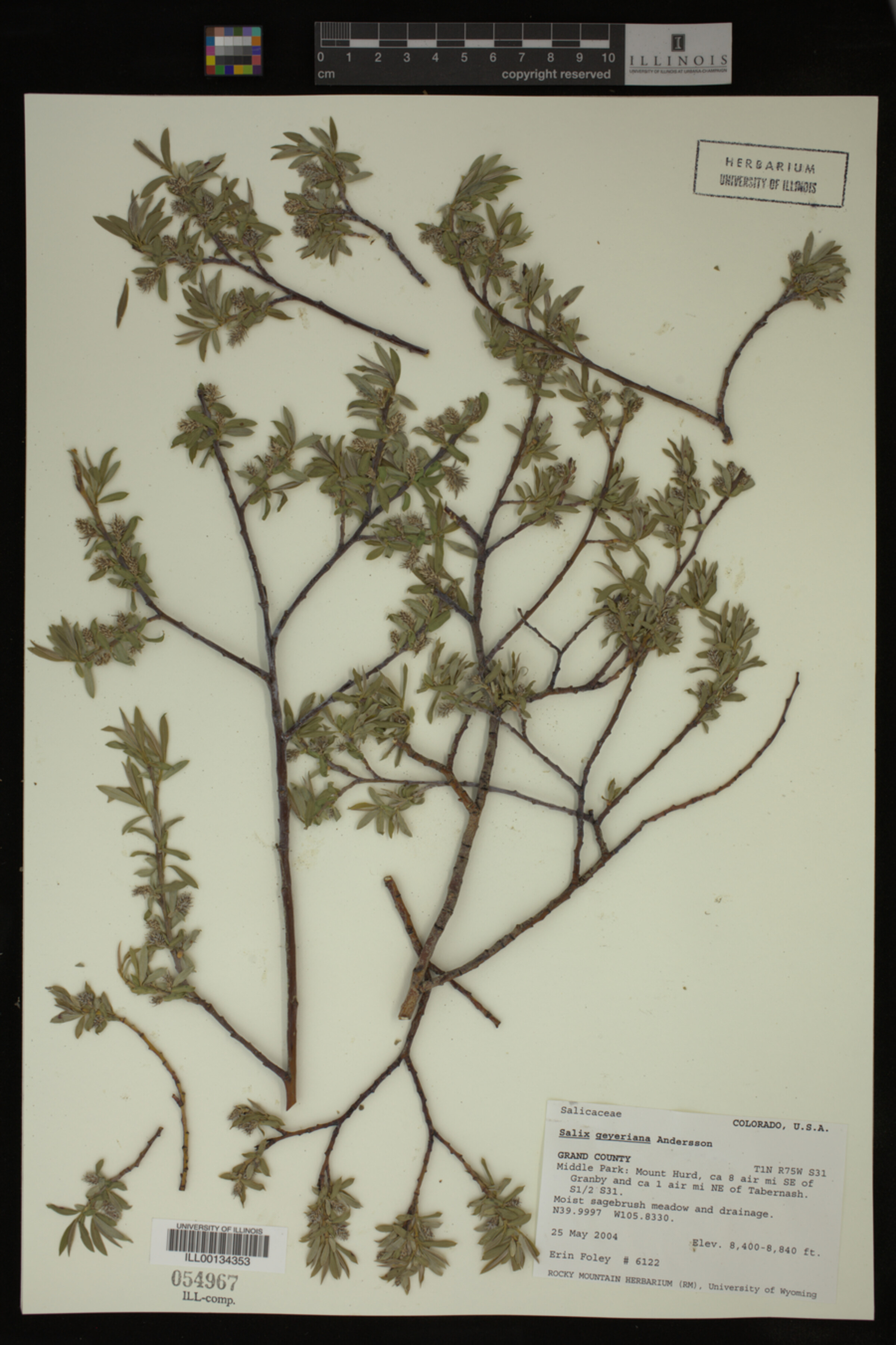 Salix geyeriana image
