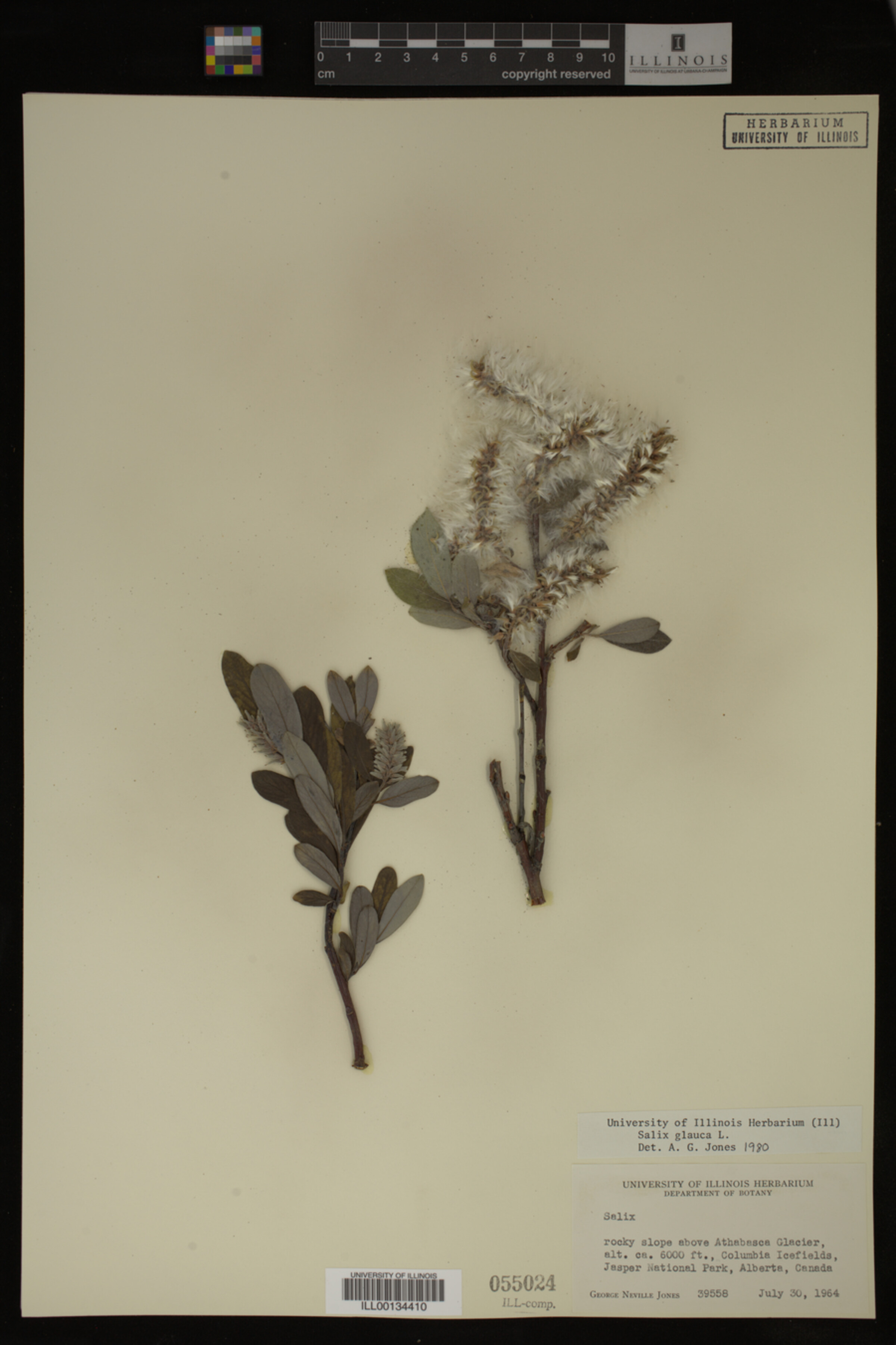 Salix glauca image