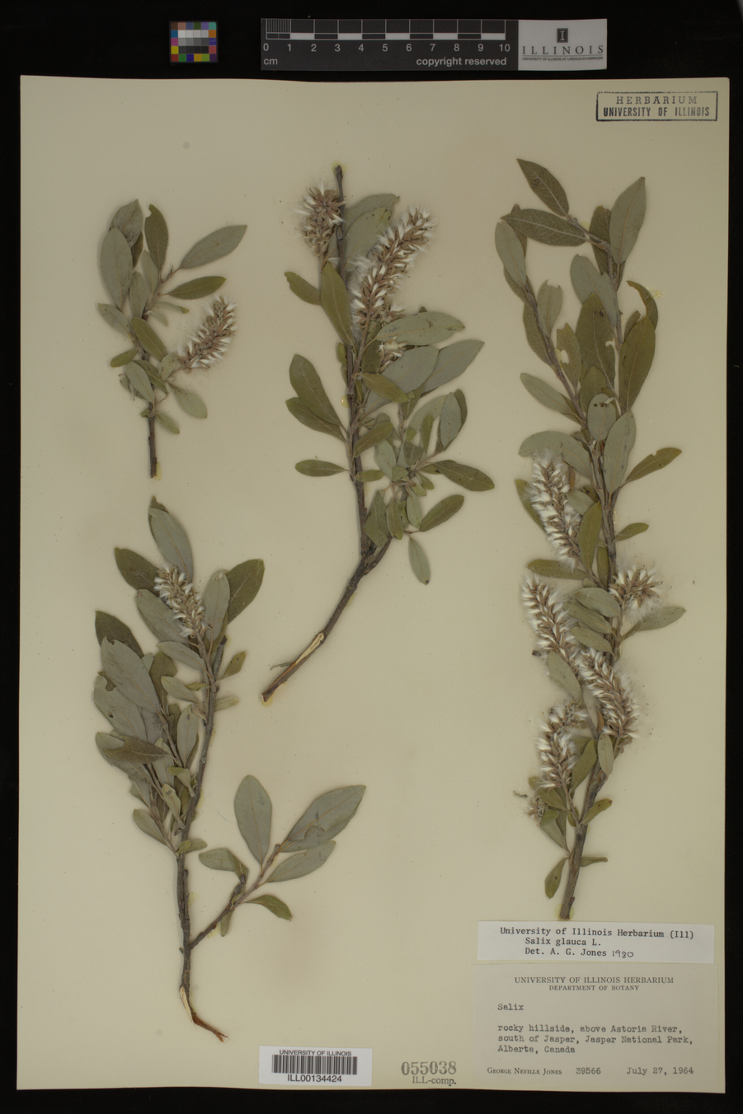 Salix glauca image