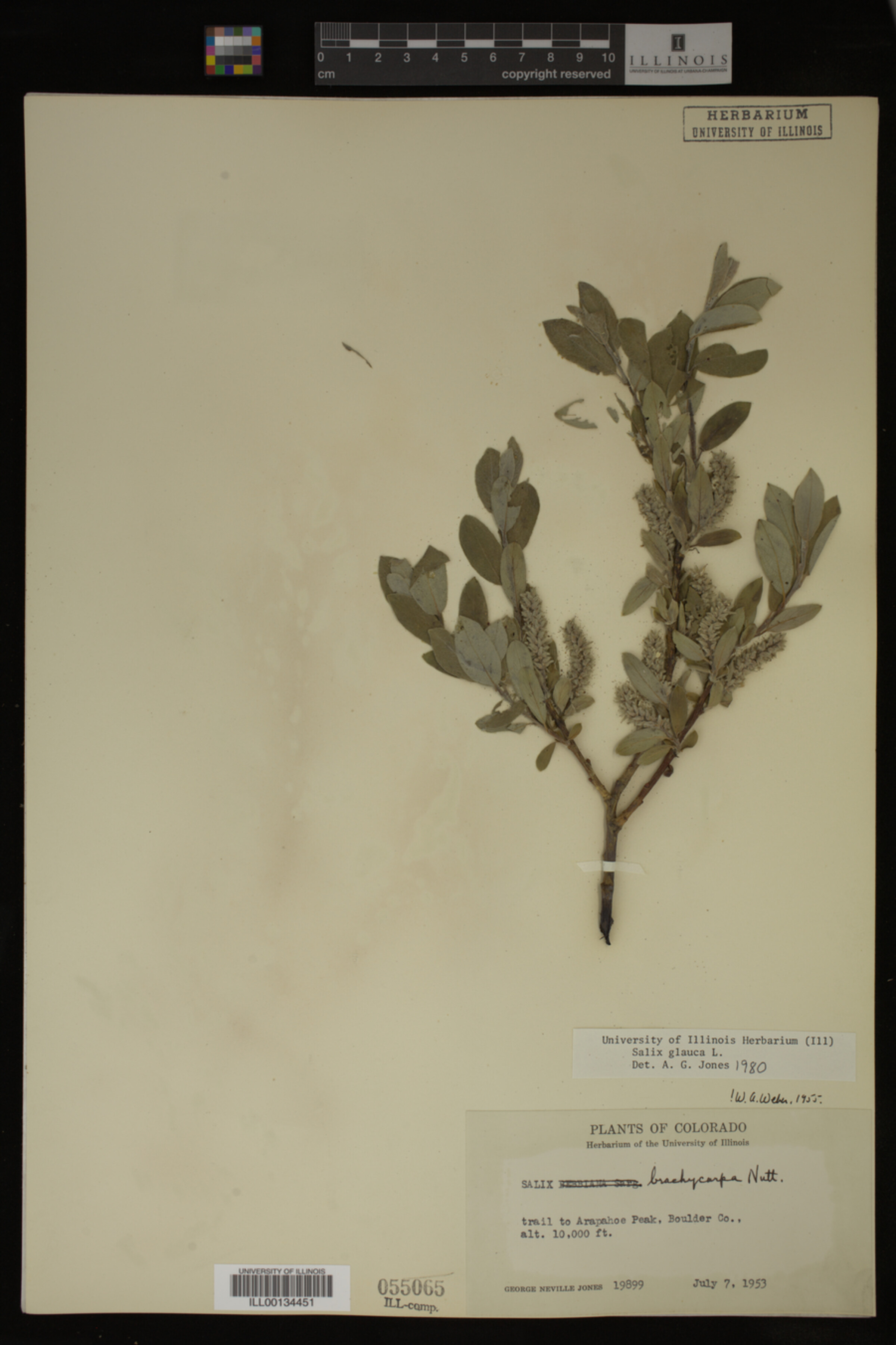 Salix glauca image