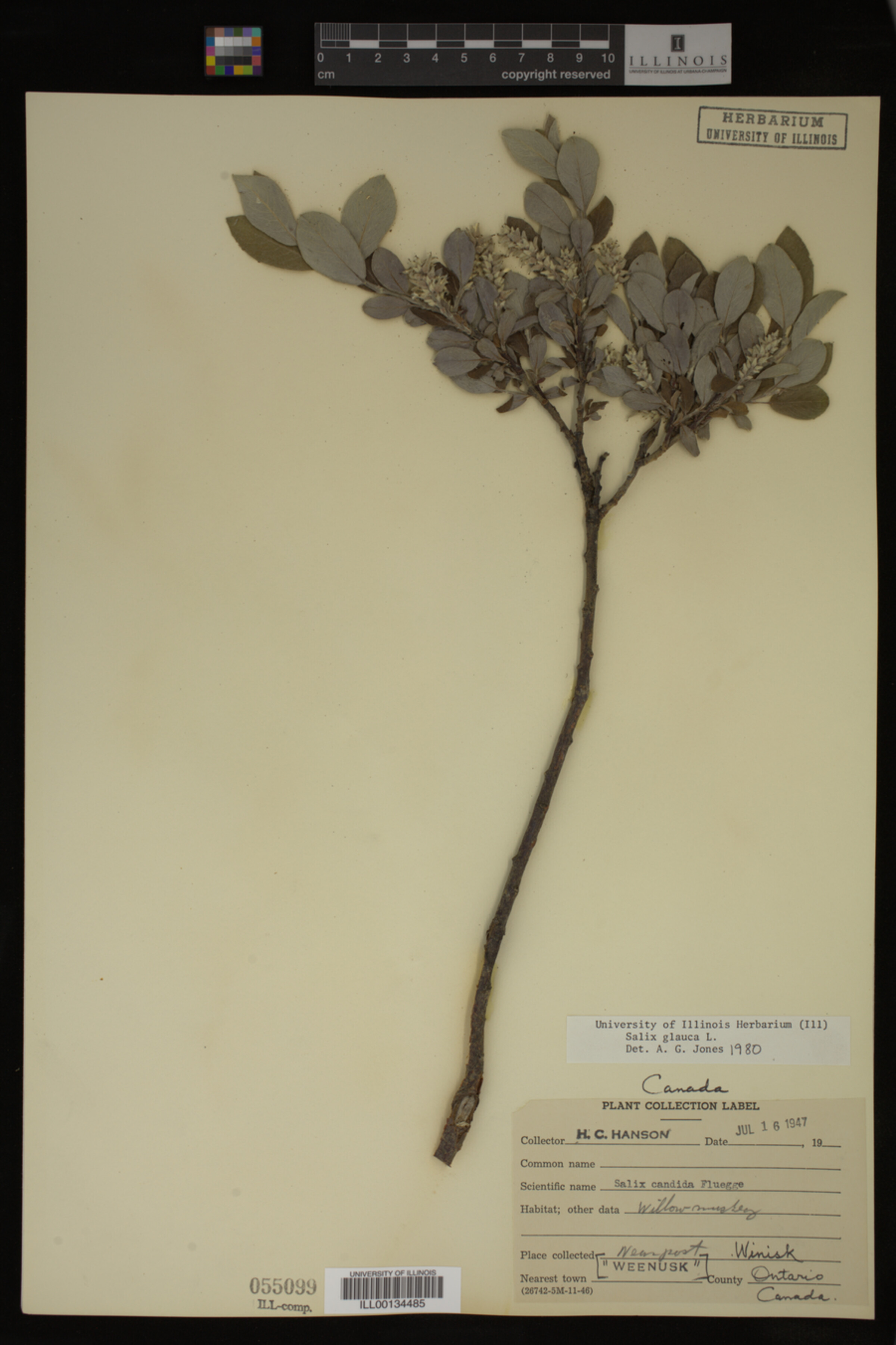 Salix glauca image
