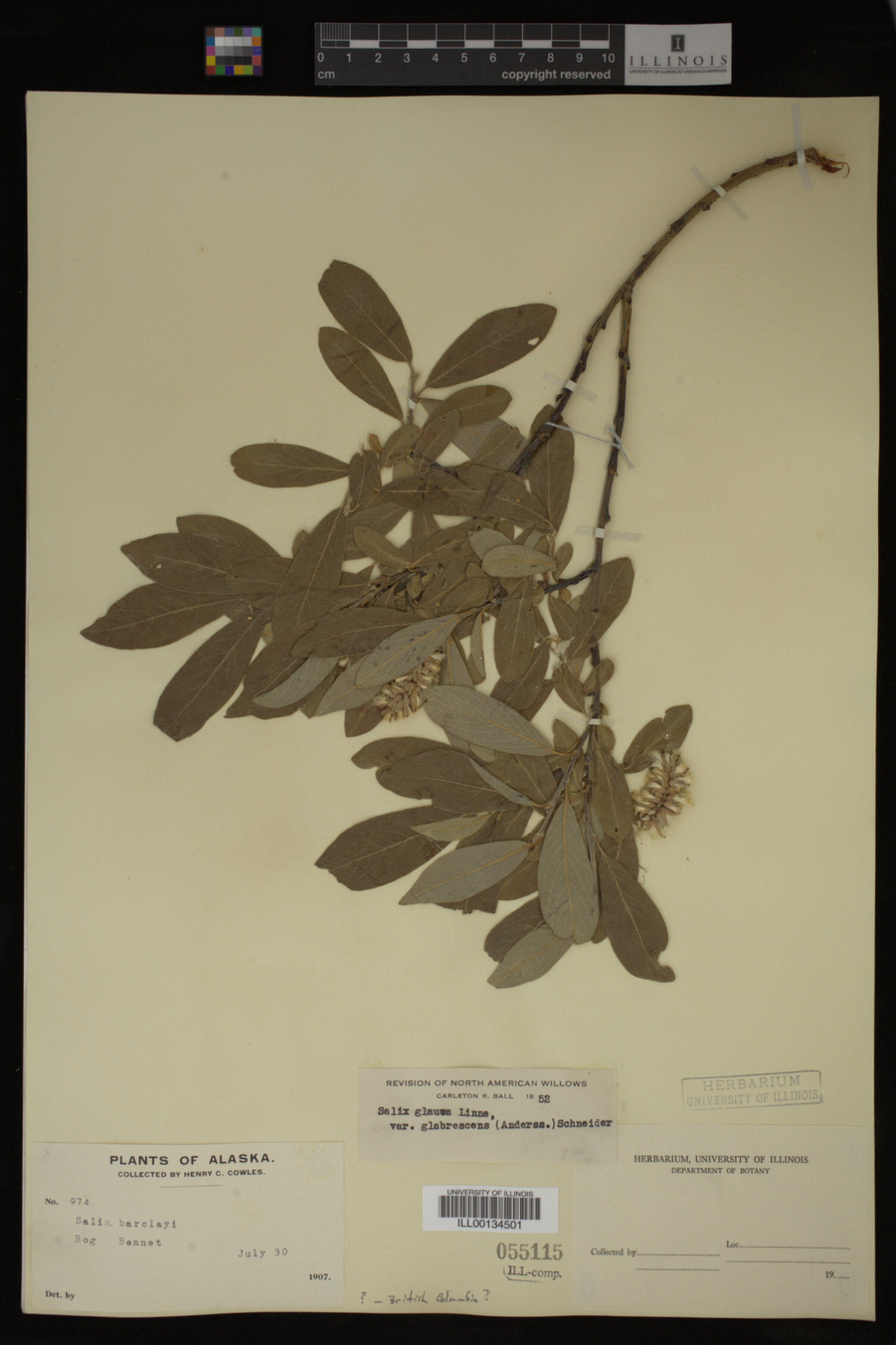 Salix glauca var. villosa image