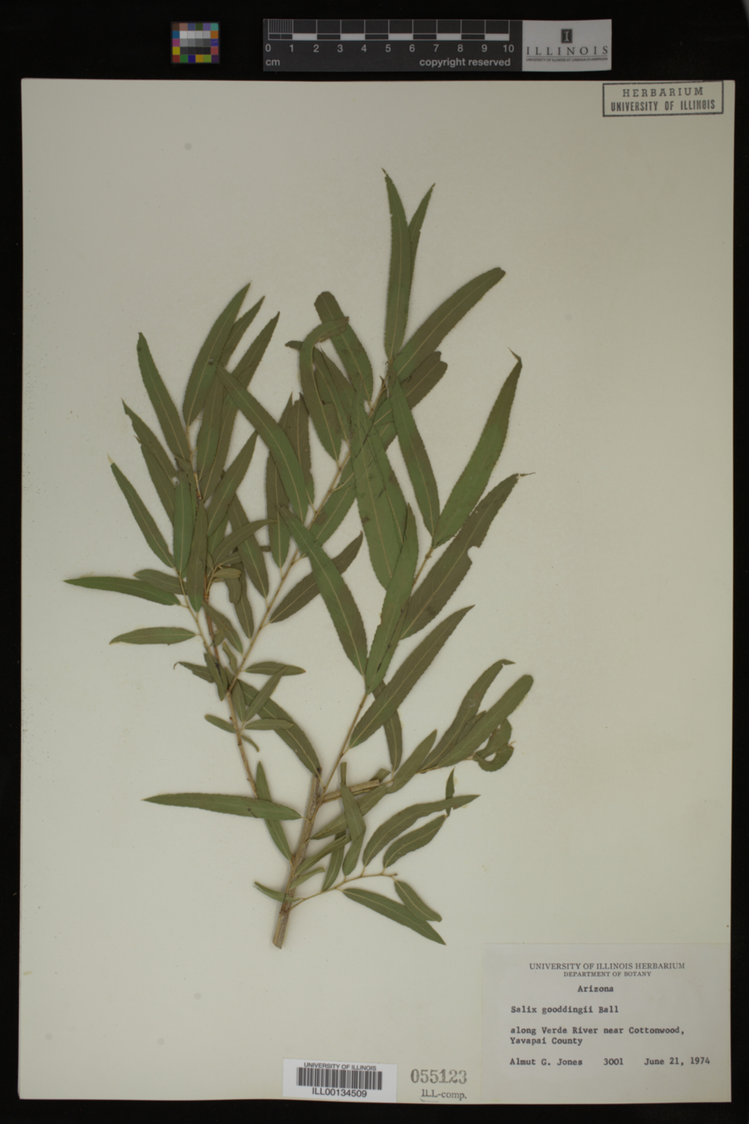 Salix gooddingii image