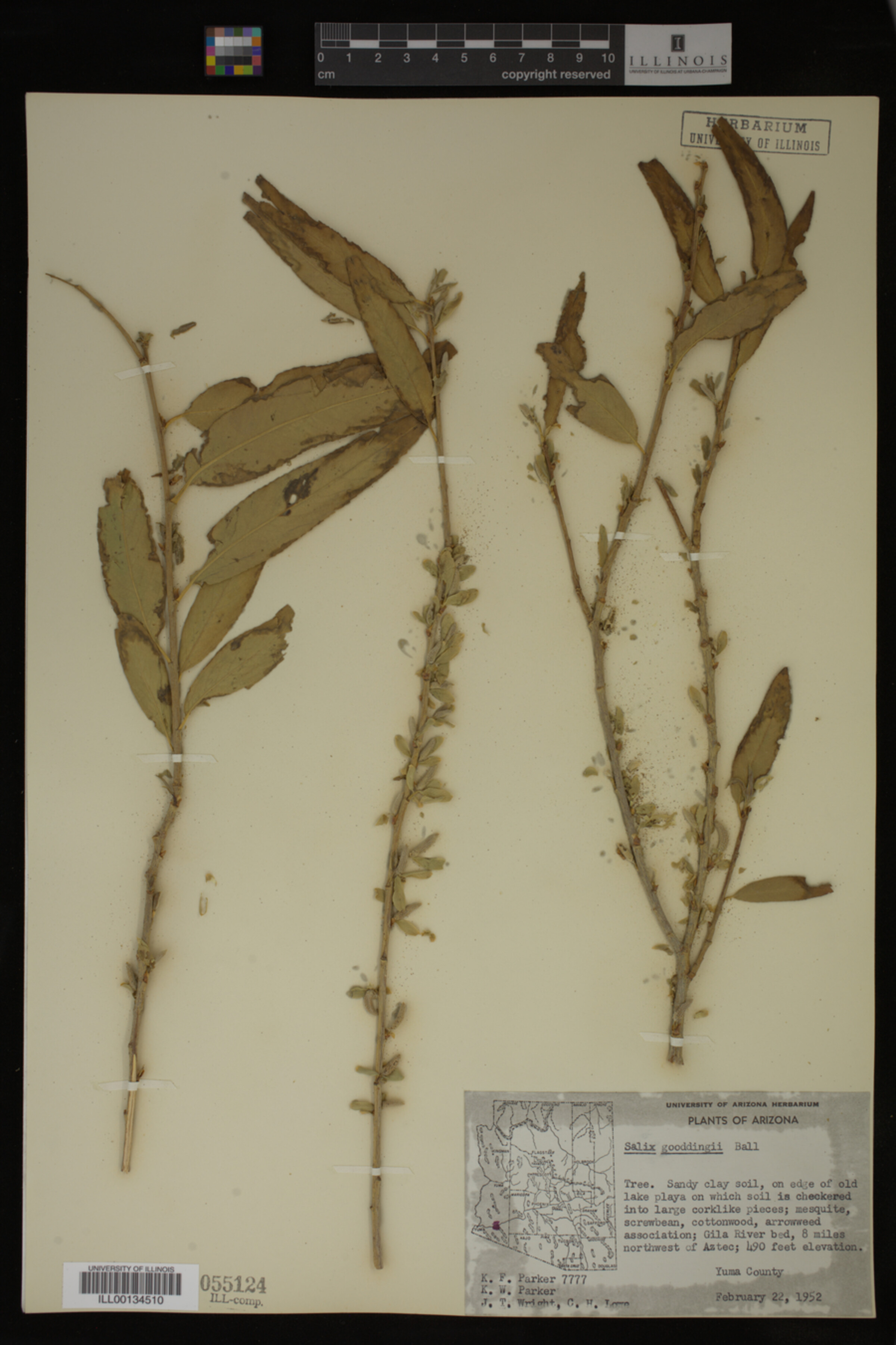 Salix gooddingii image
