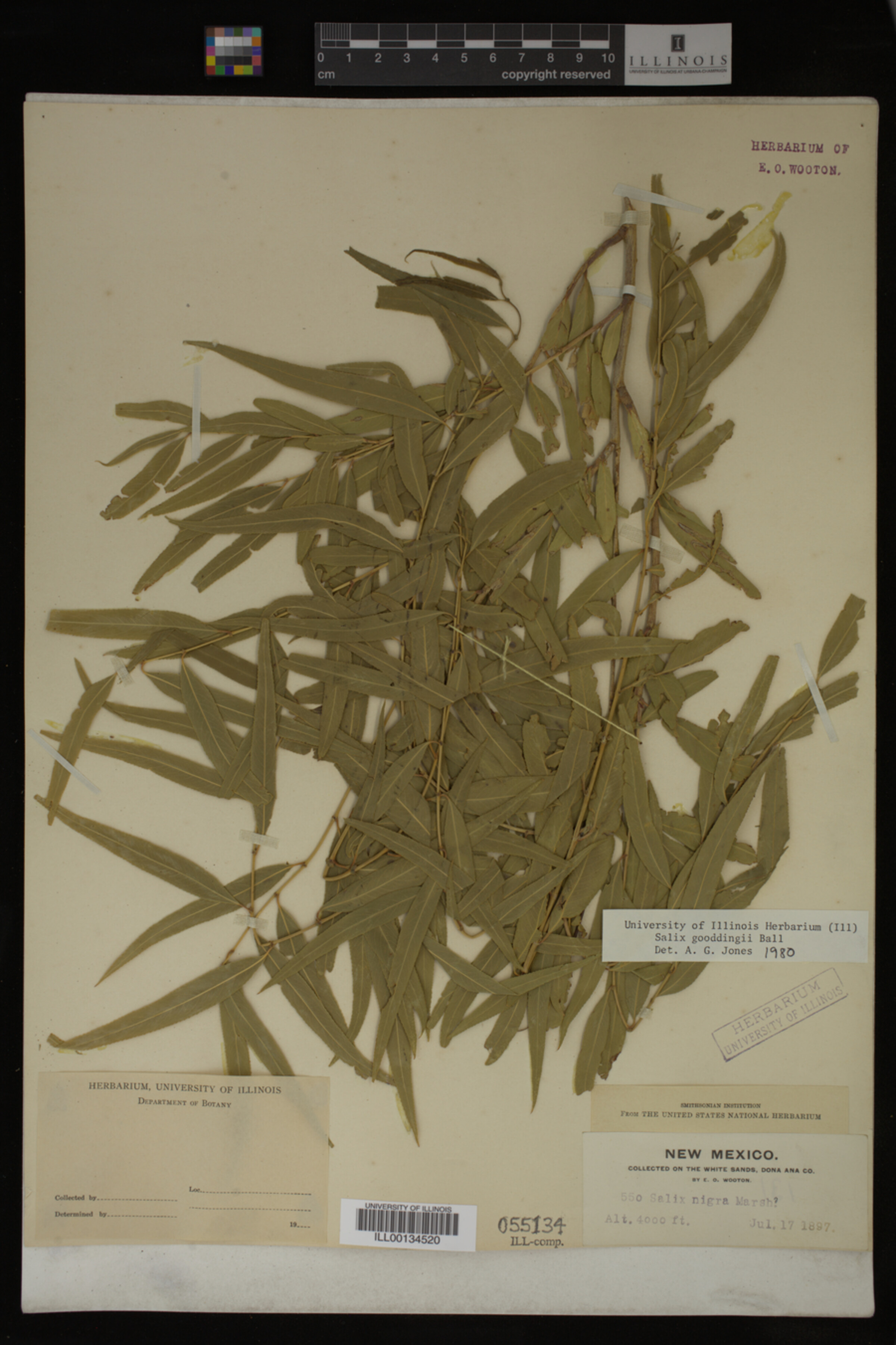 Salix gooddingii image