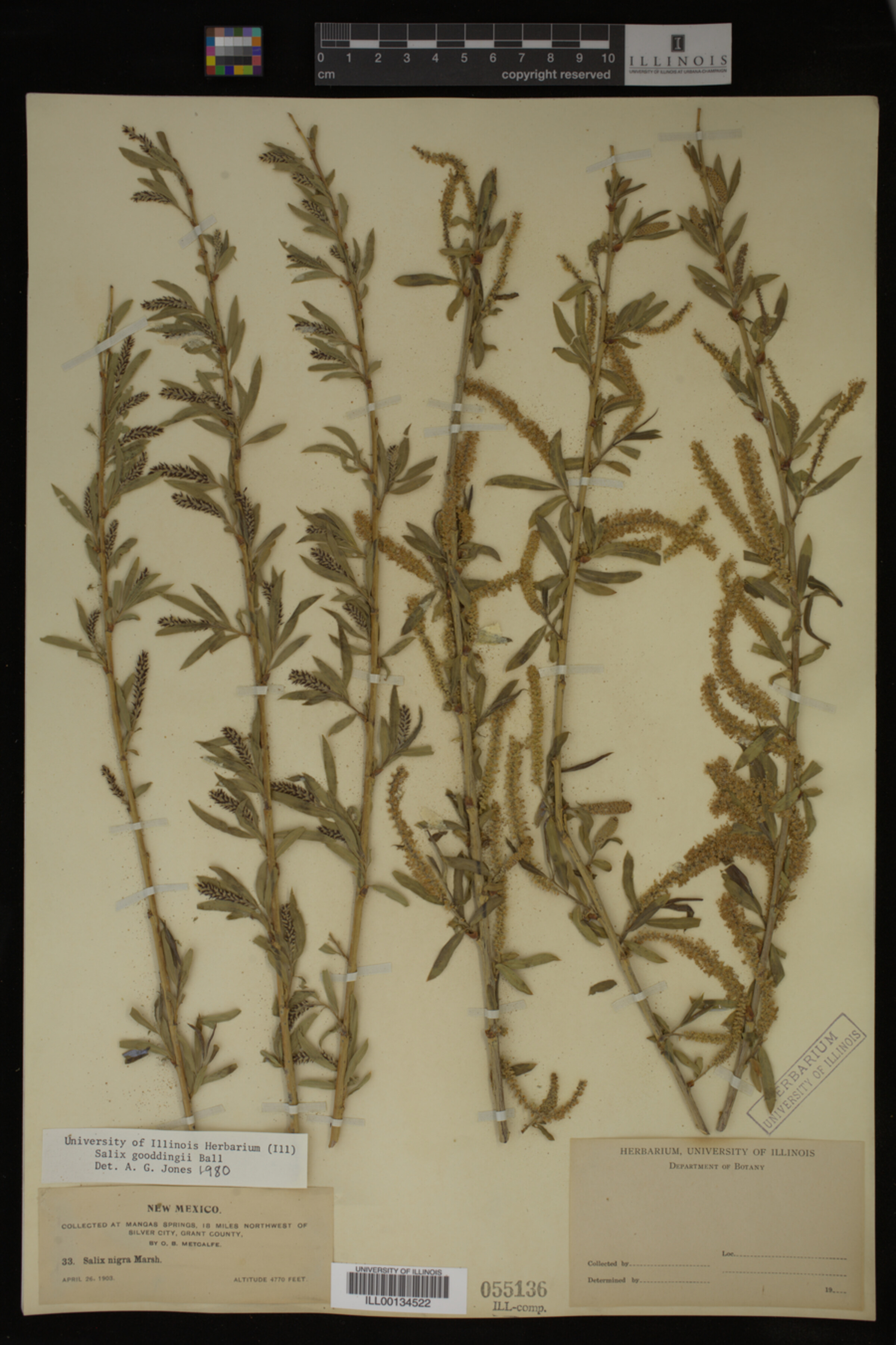 Salix gooddingii image