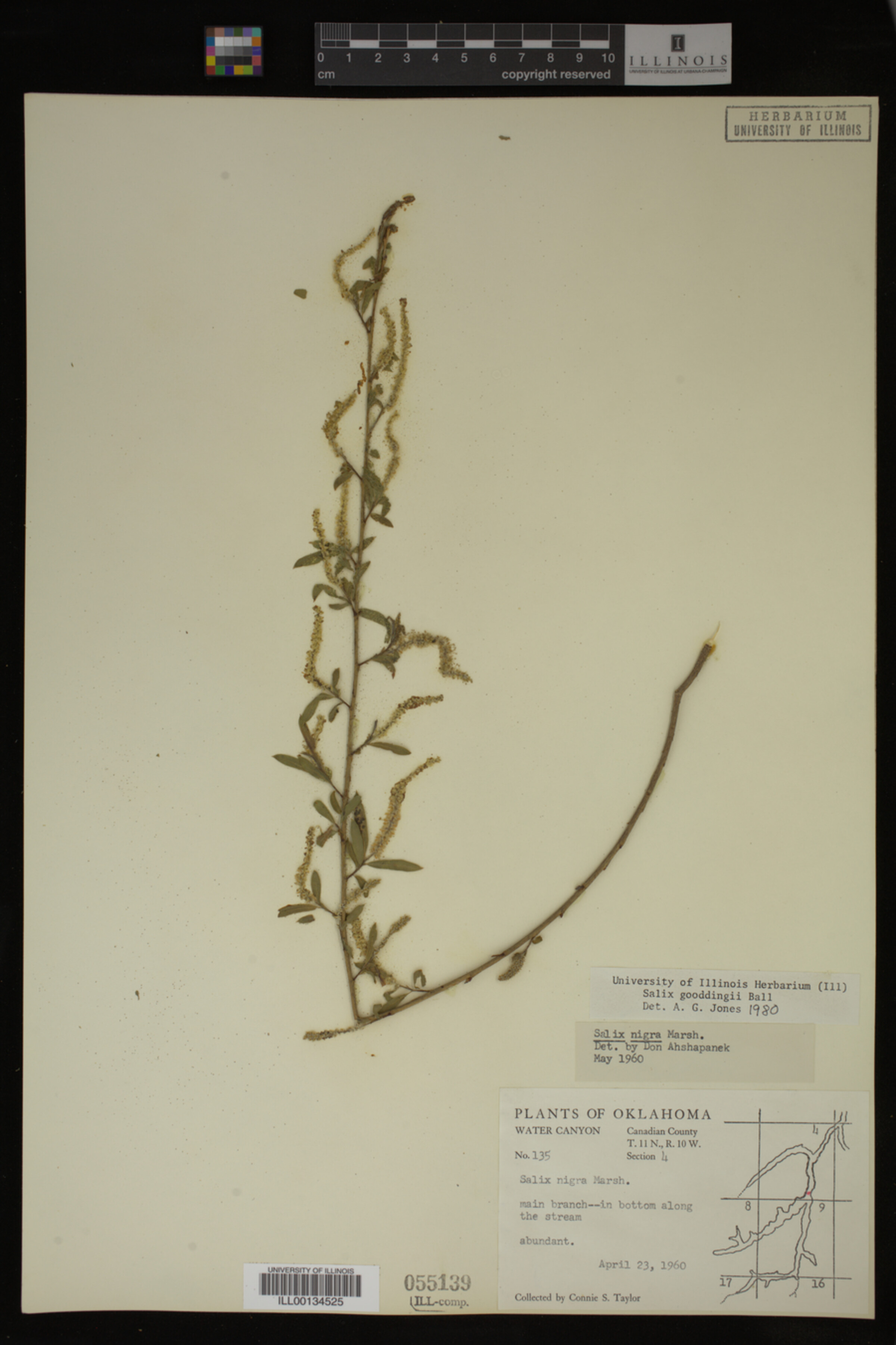 Salix gooddingii image