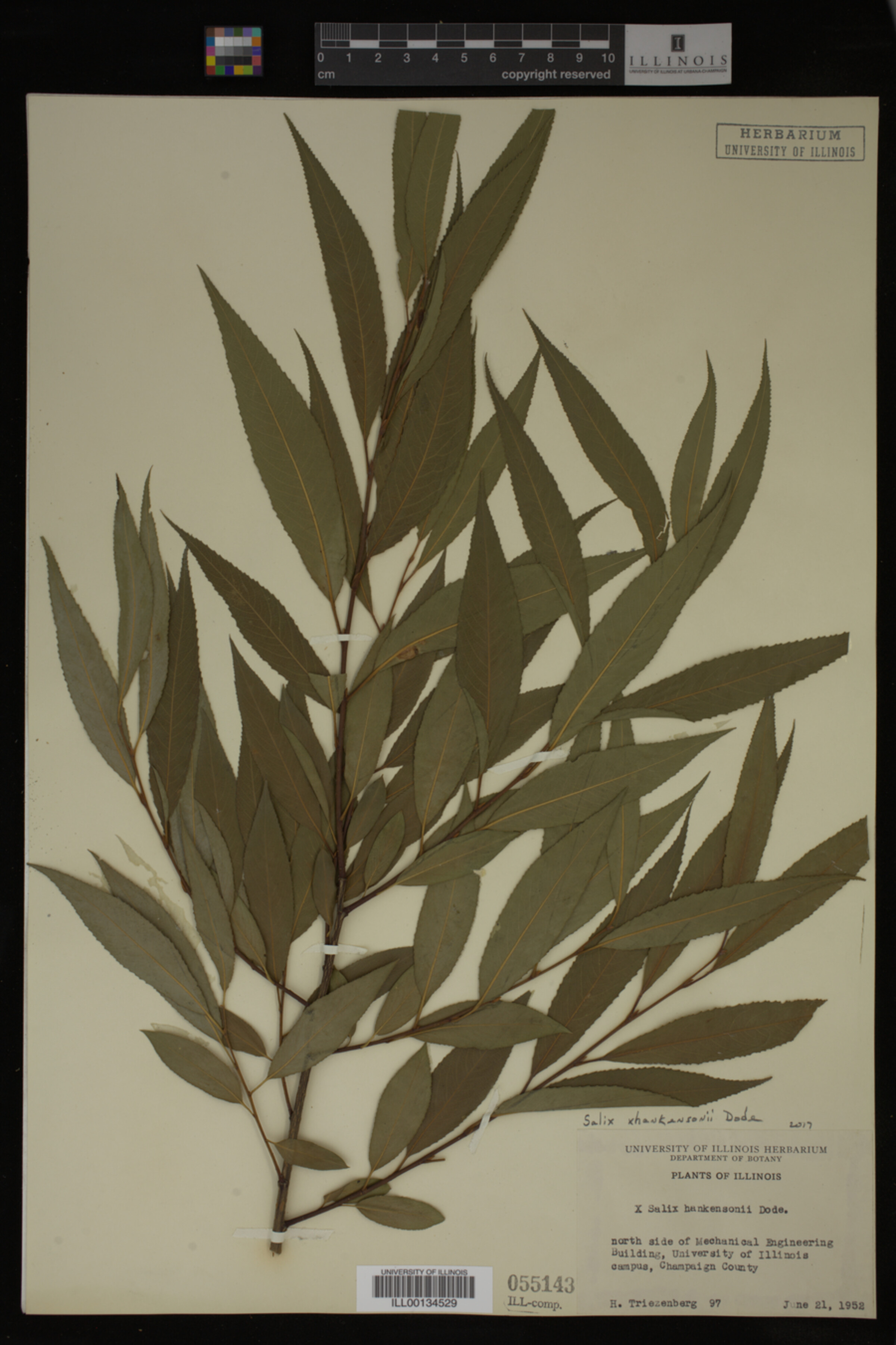 Salix X hankensonii image