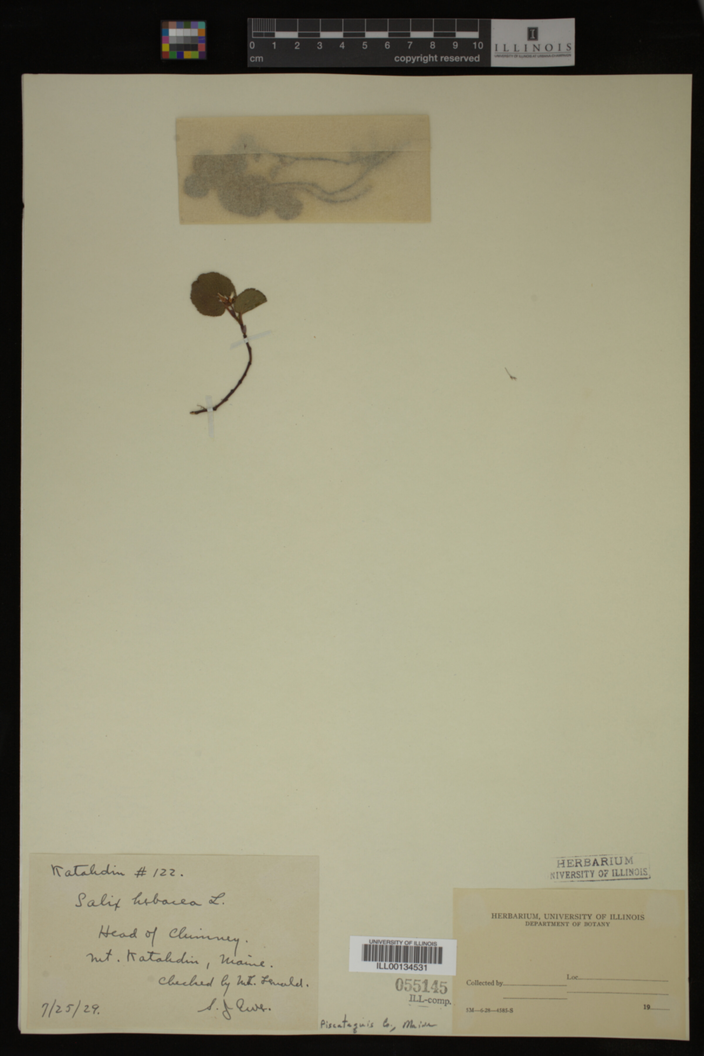 Salix herbacea image