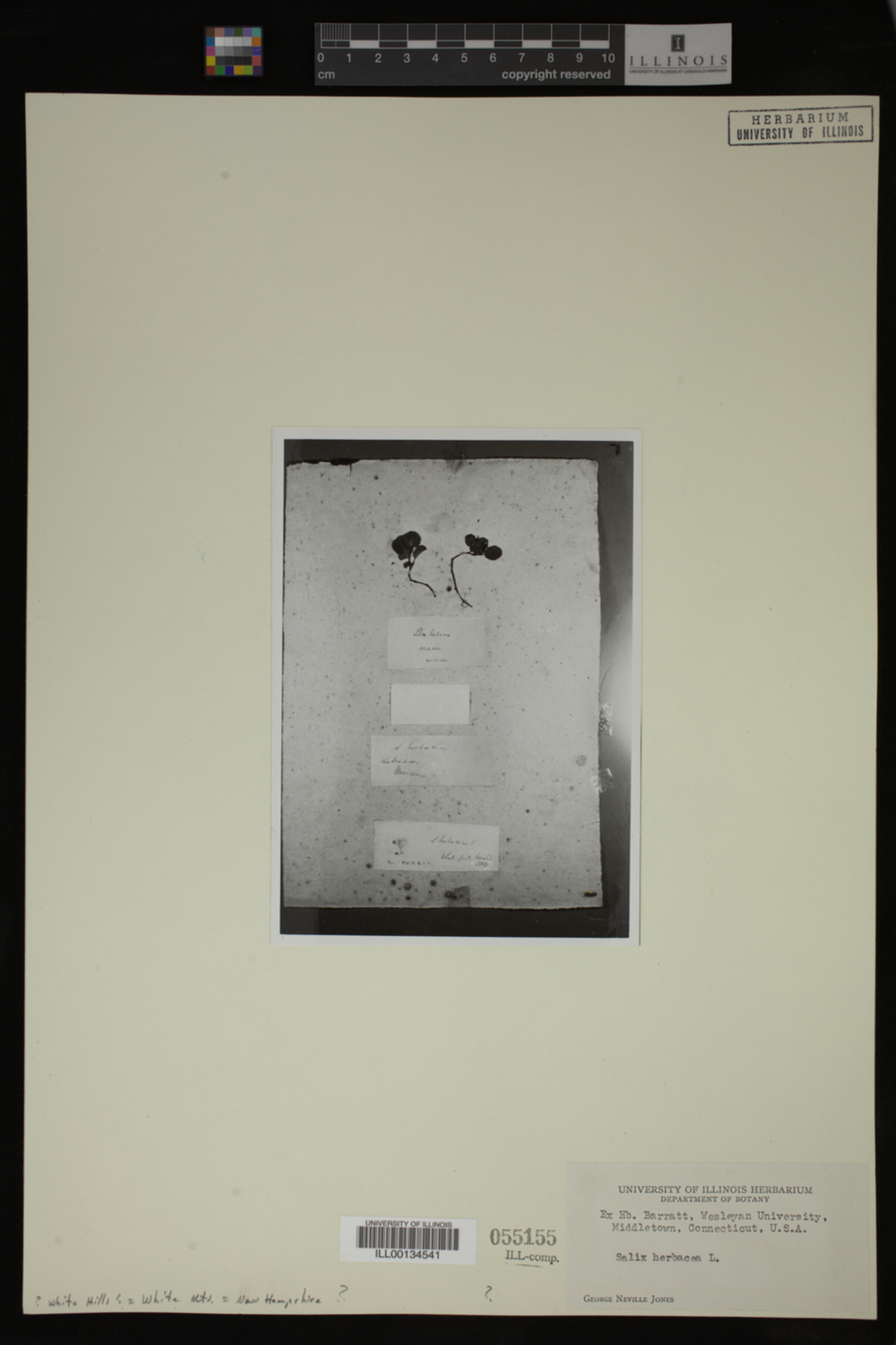 Salix herbacea image