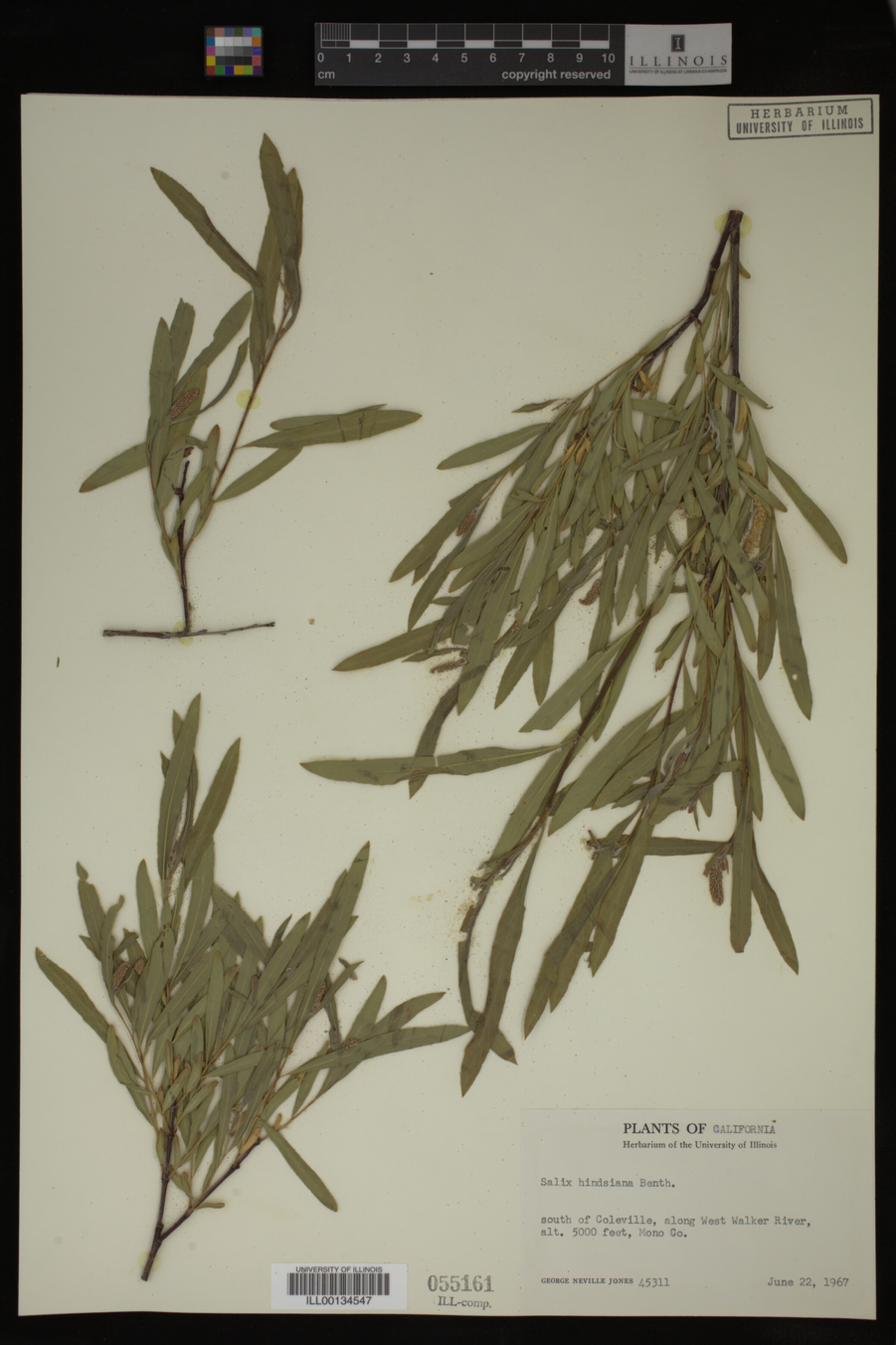 Salix hindsiana image