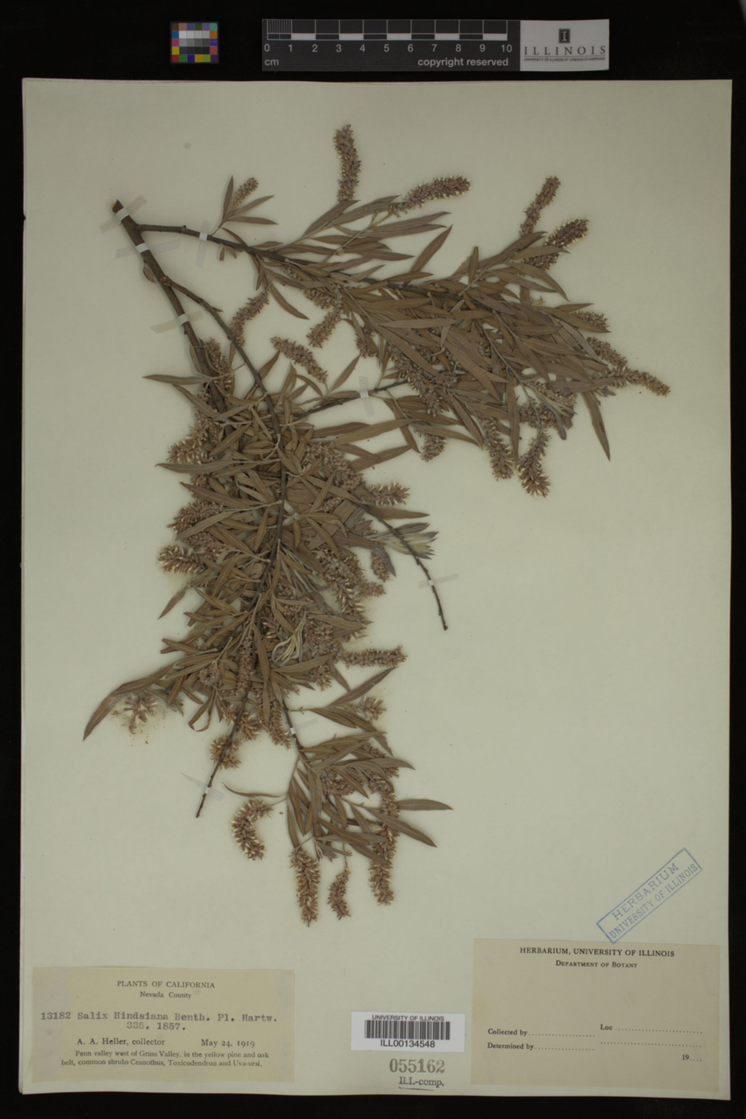 Salix hindsiana image