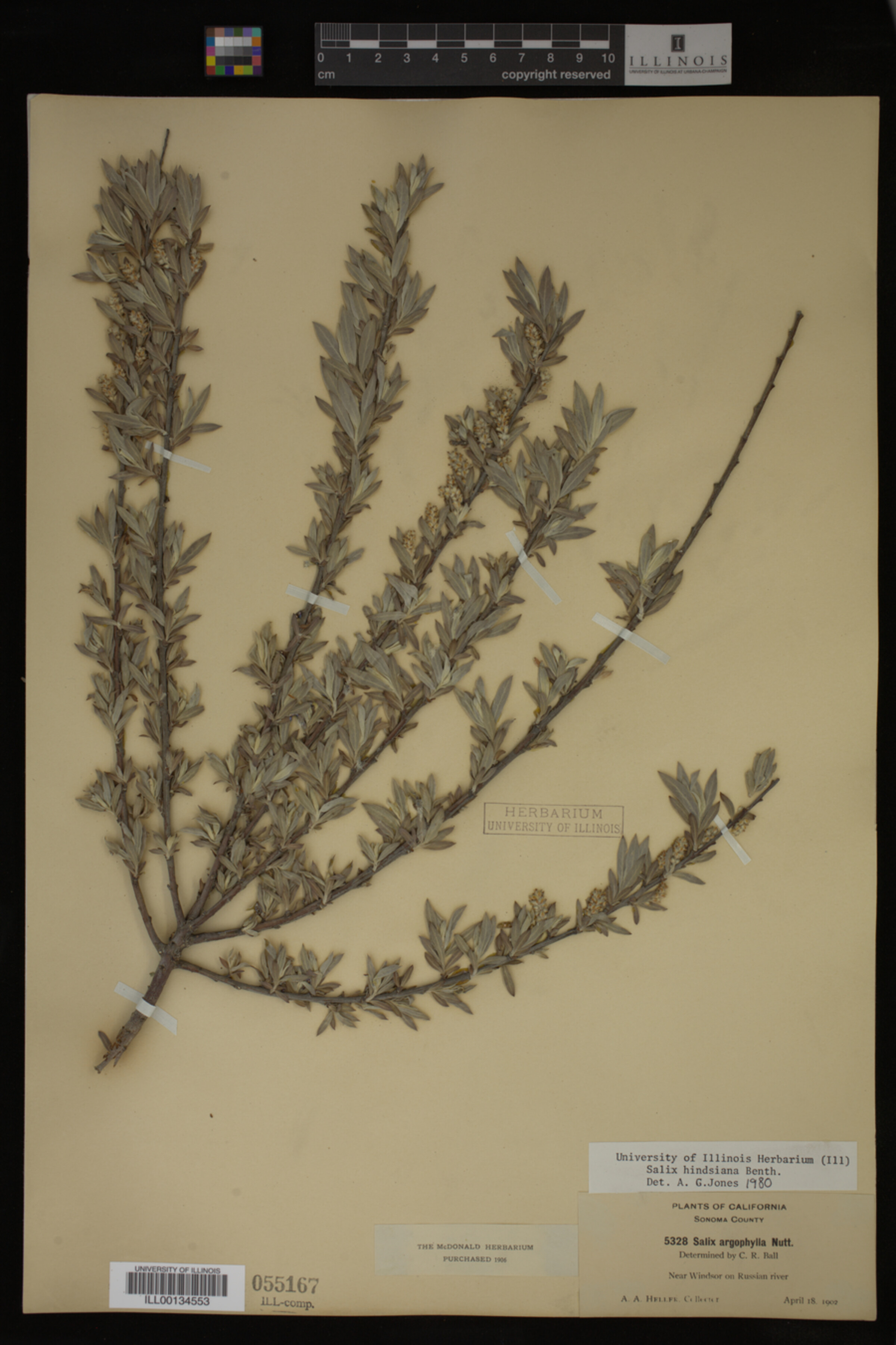 Salix hindsiana image