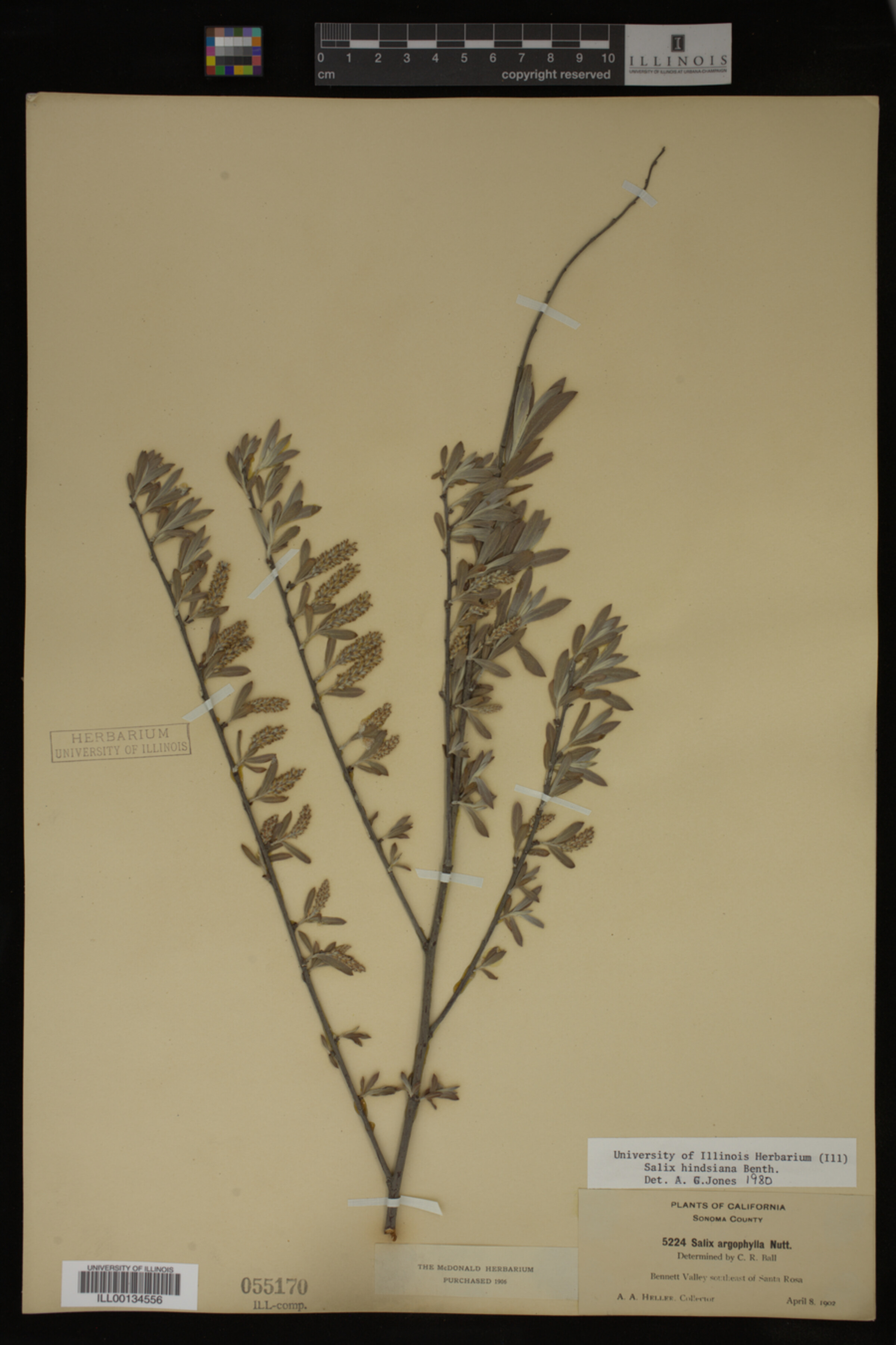Salix hindsiana image