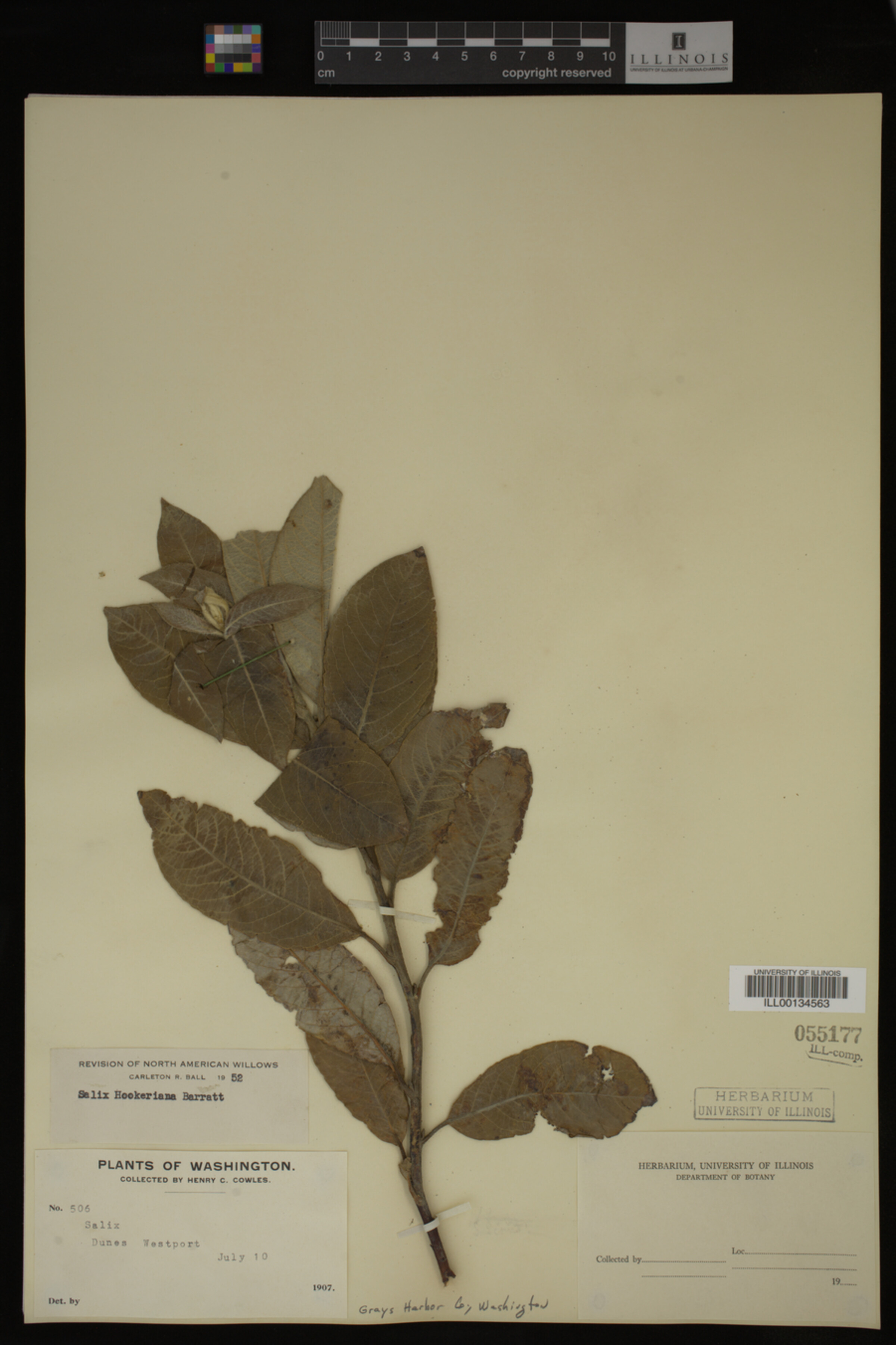 Salix hookeriana image