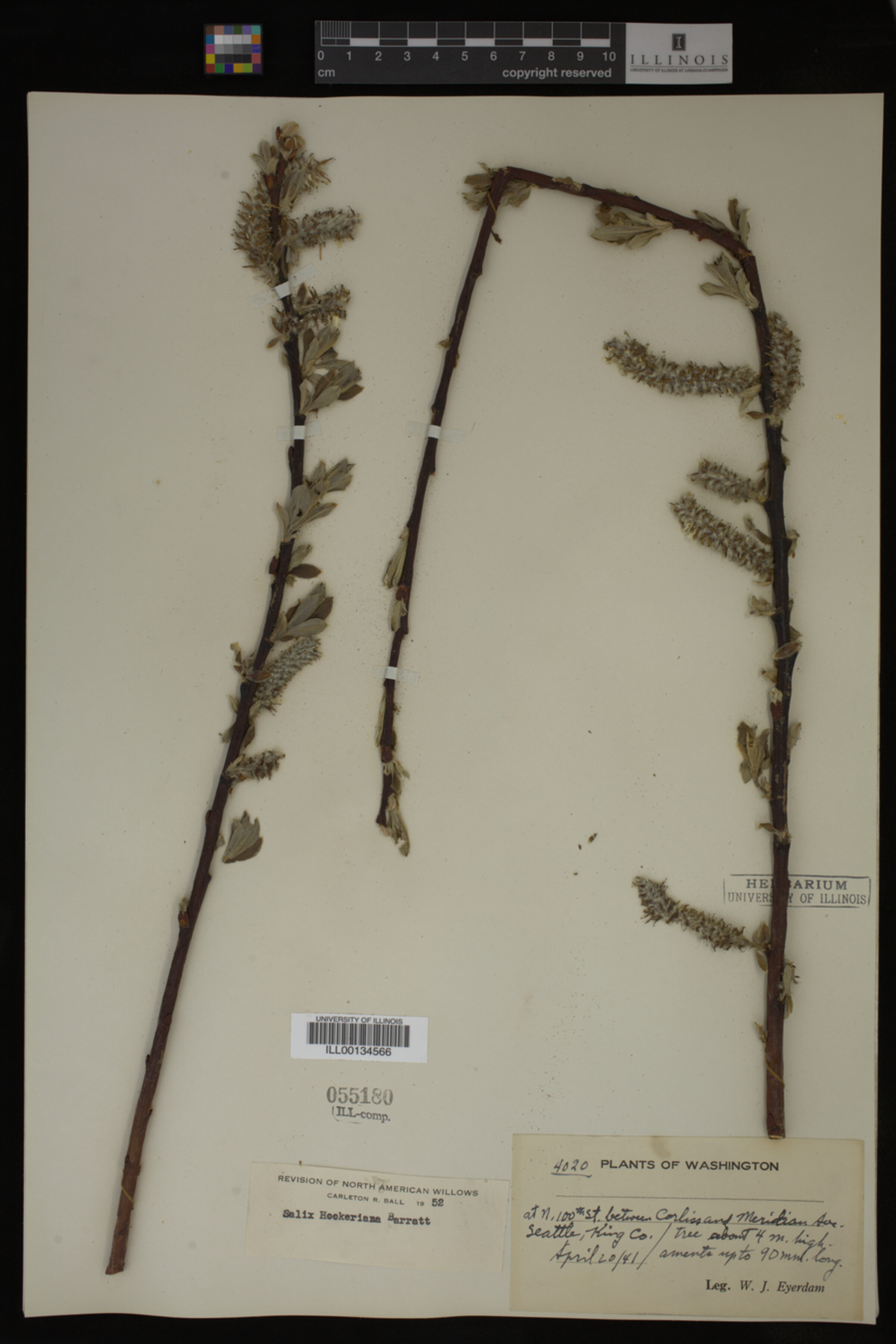 Salix hookeriana image